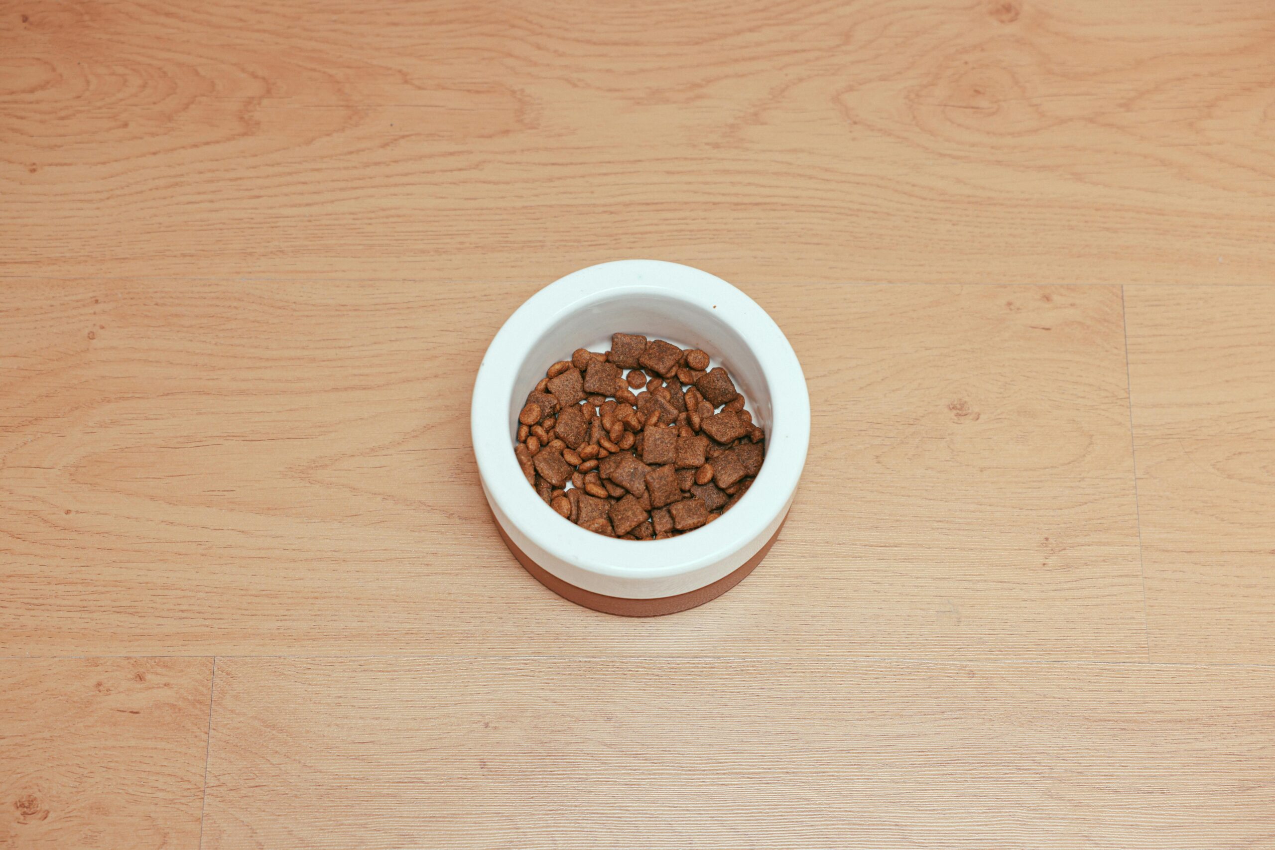 A bowl filled with high-protein kibble designed for hunting dogs