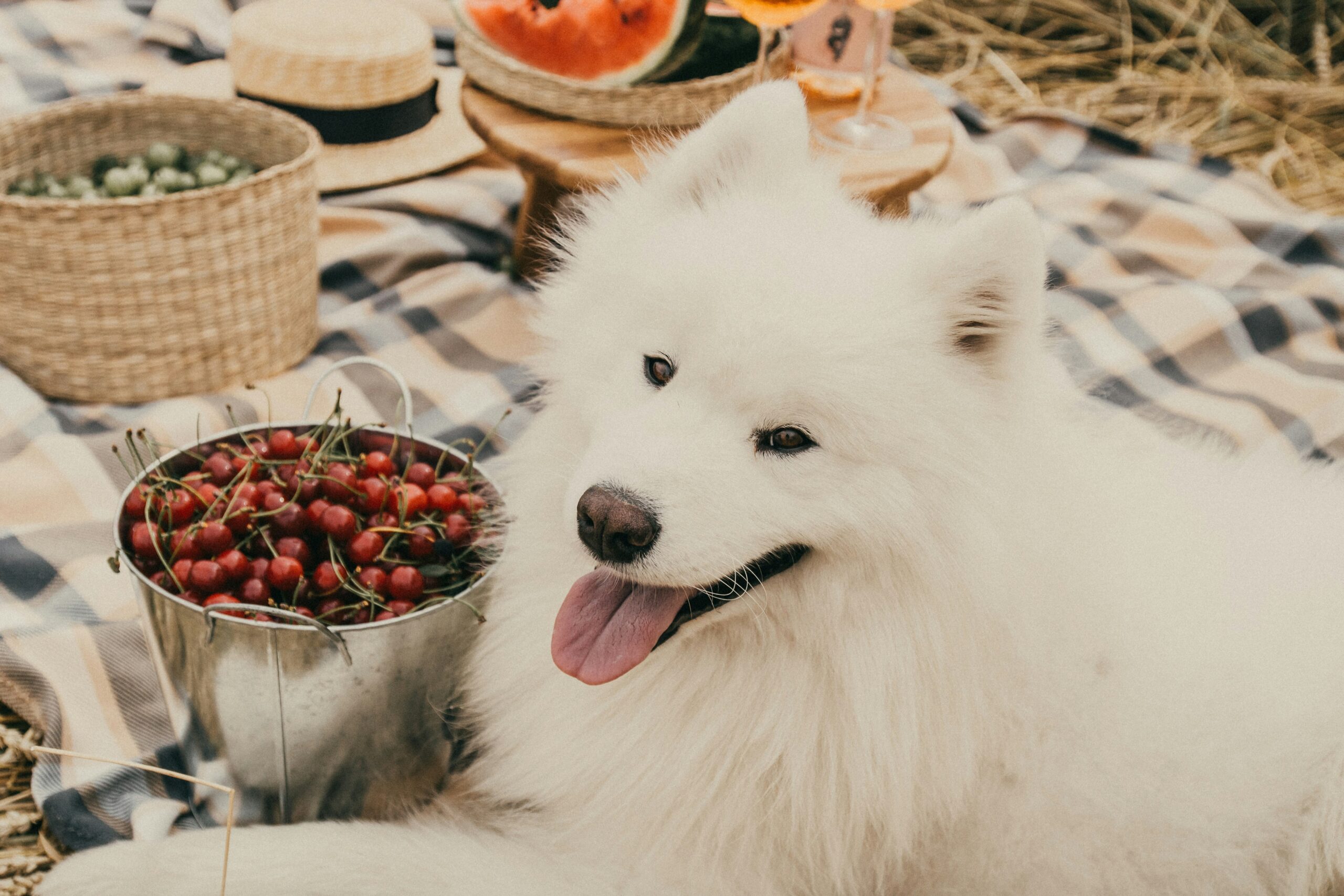 A bowl of premium dog food next to kibble samples marked 'test'