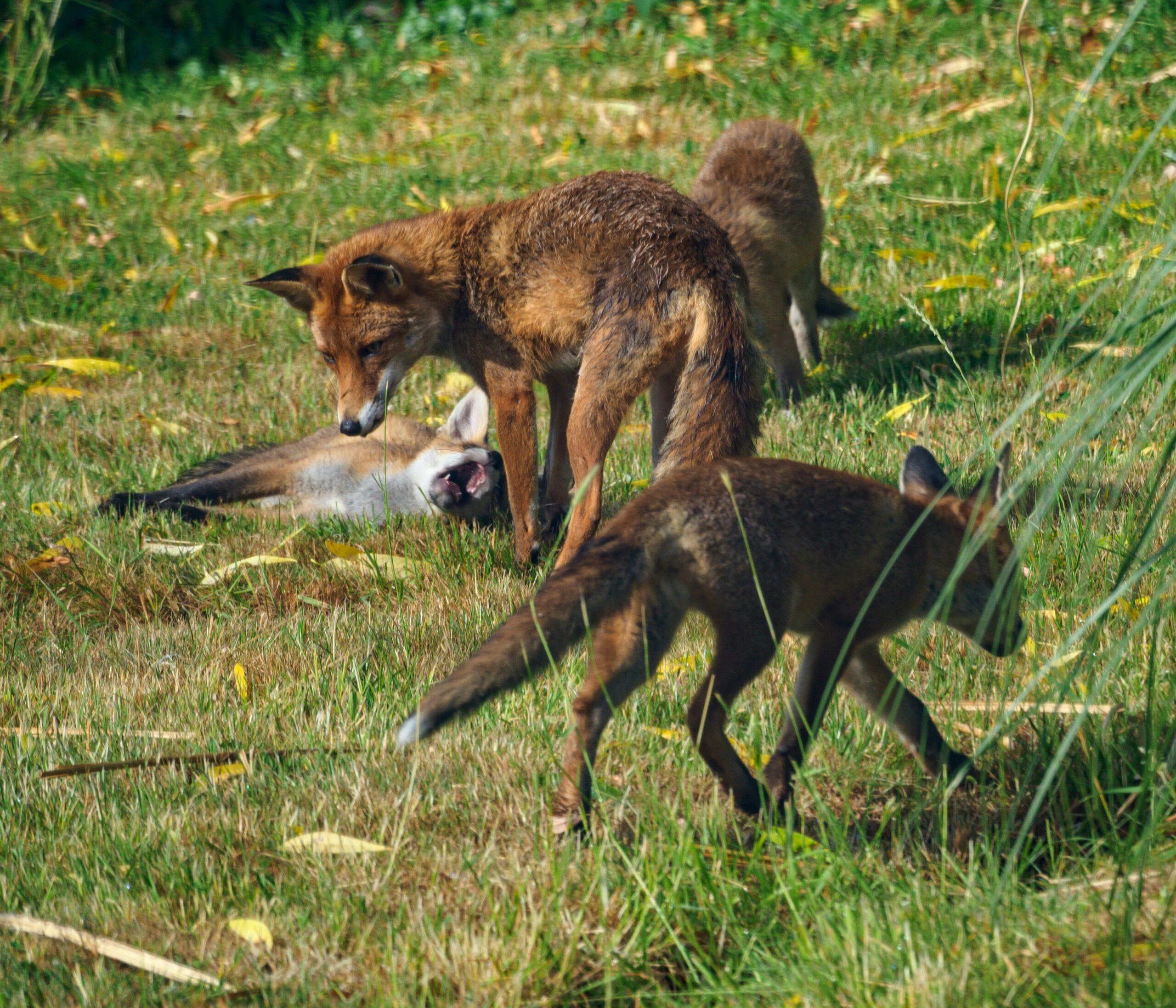 A bowl of seasonal vegetable mix and lean meat tailored for hunting dogs