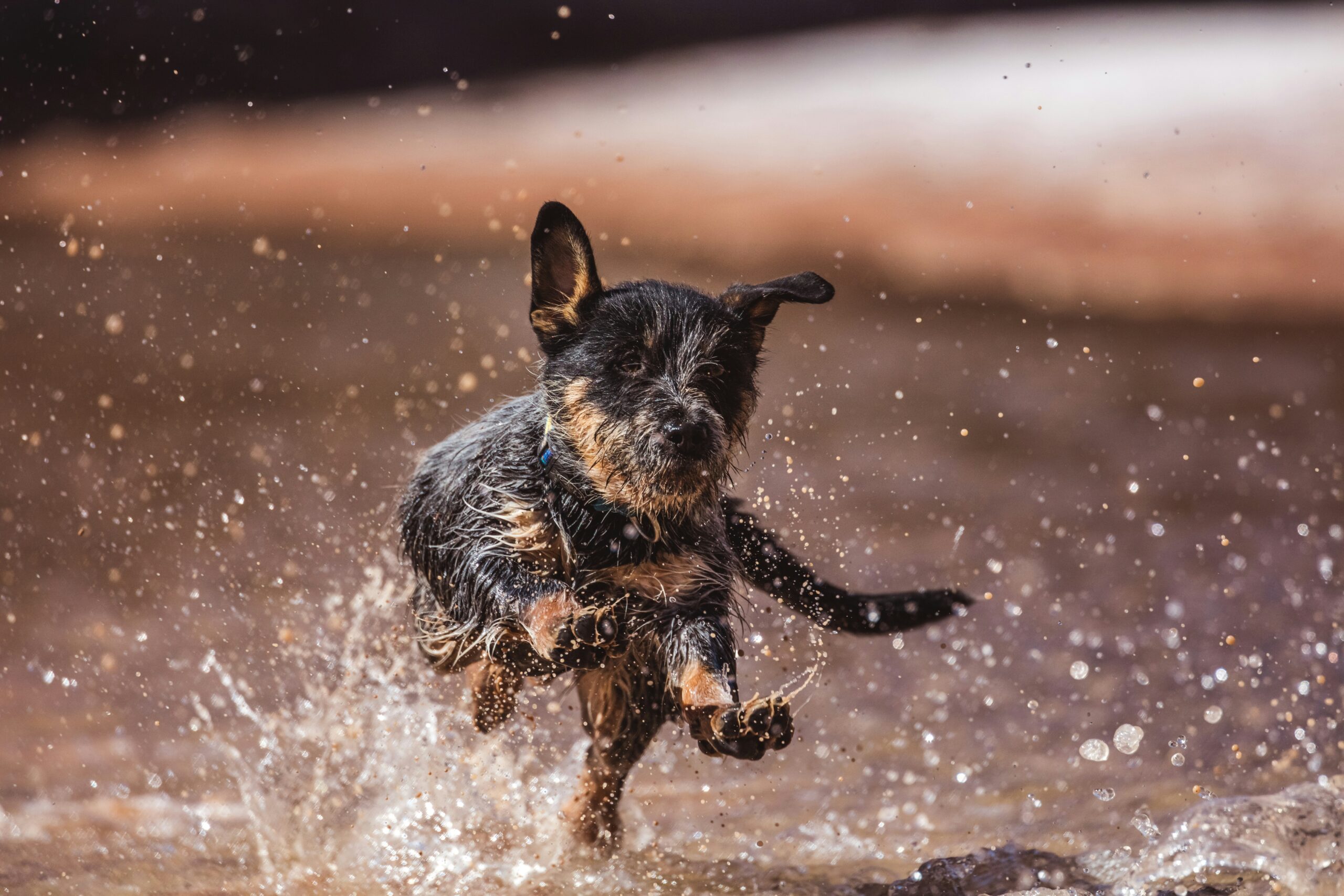 A happy hunting dog jumping into a lake with boundless energy