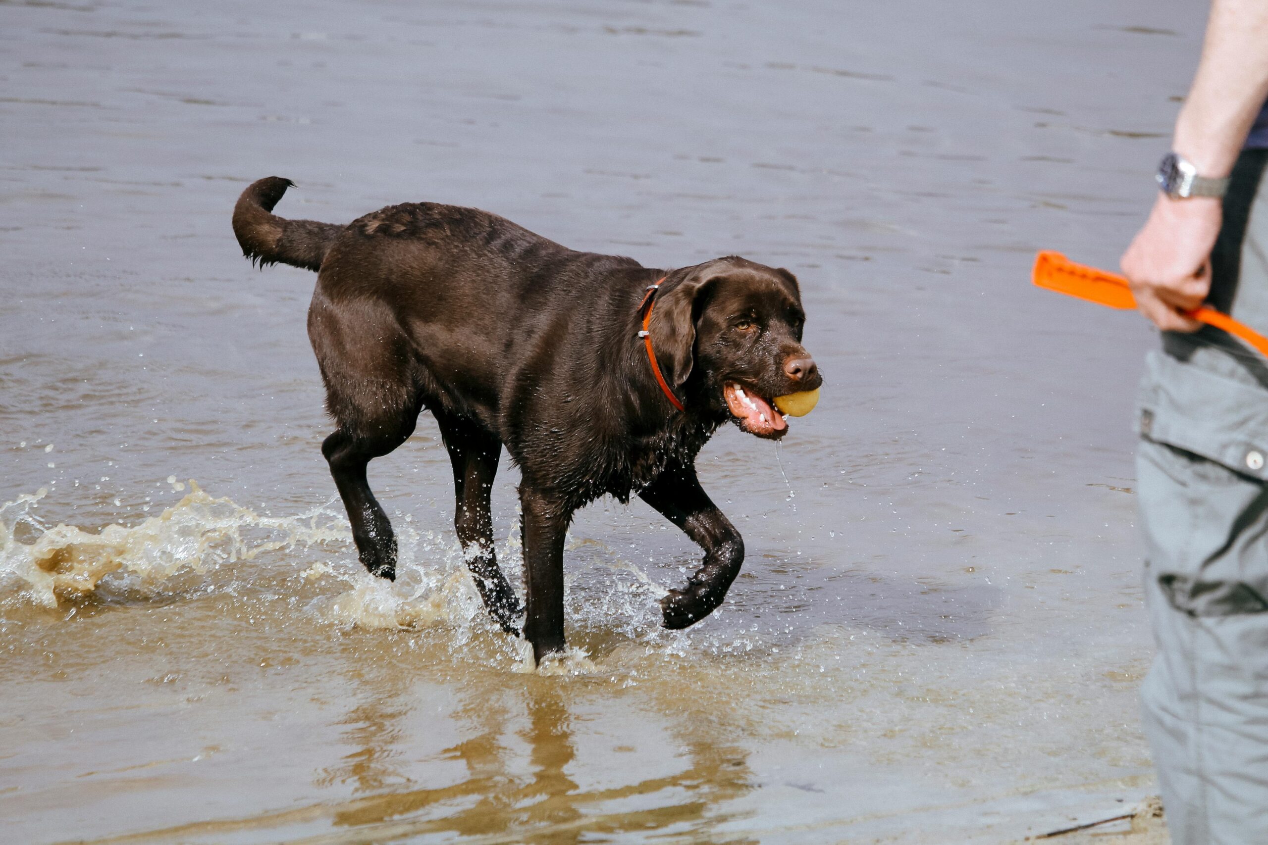 A happy owner playing fetch with her energized pointer dog