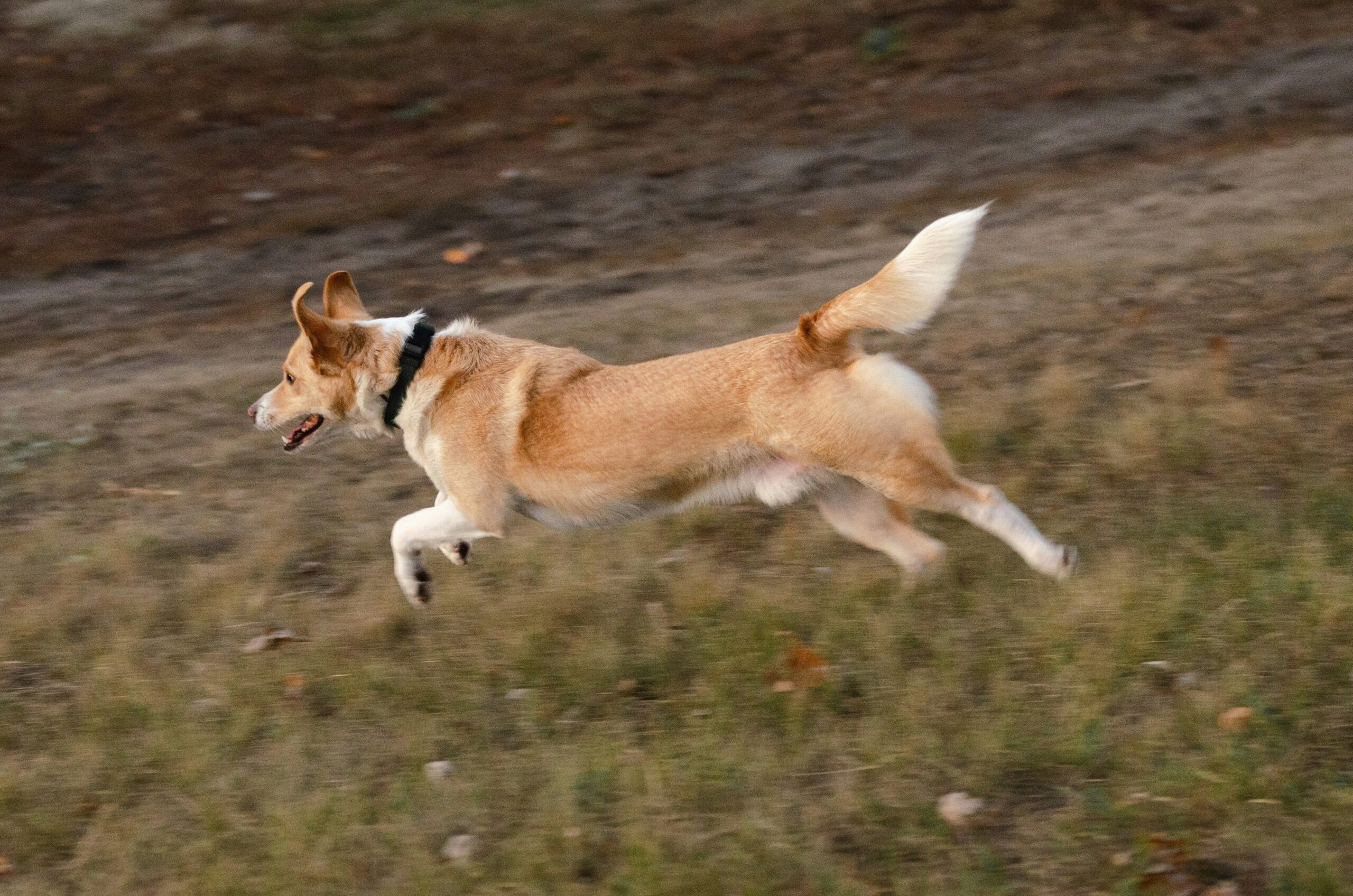 A hunting dog leaping into action, showcasing vitality and energy.