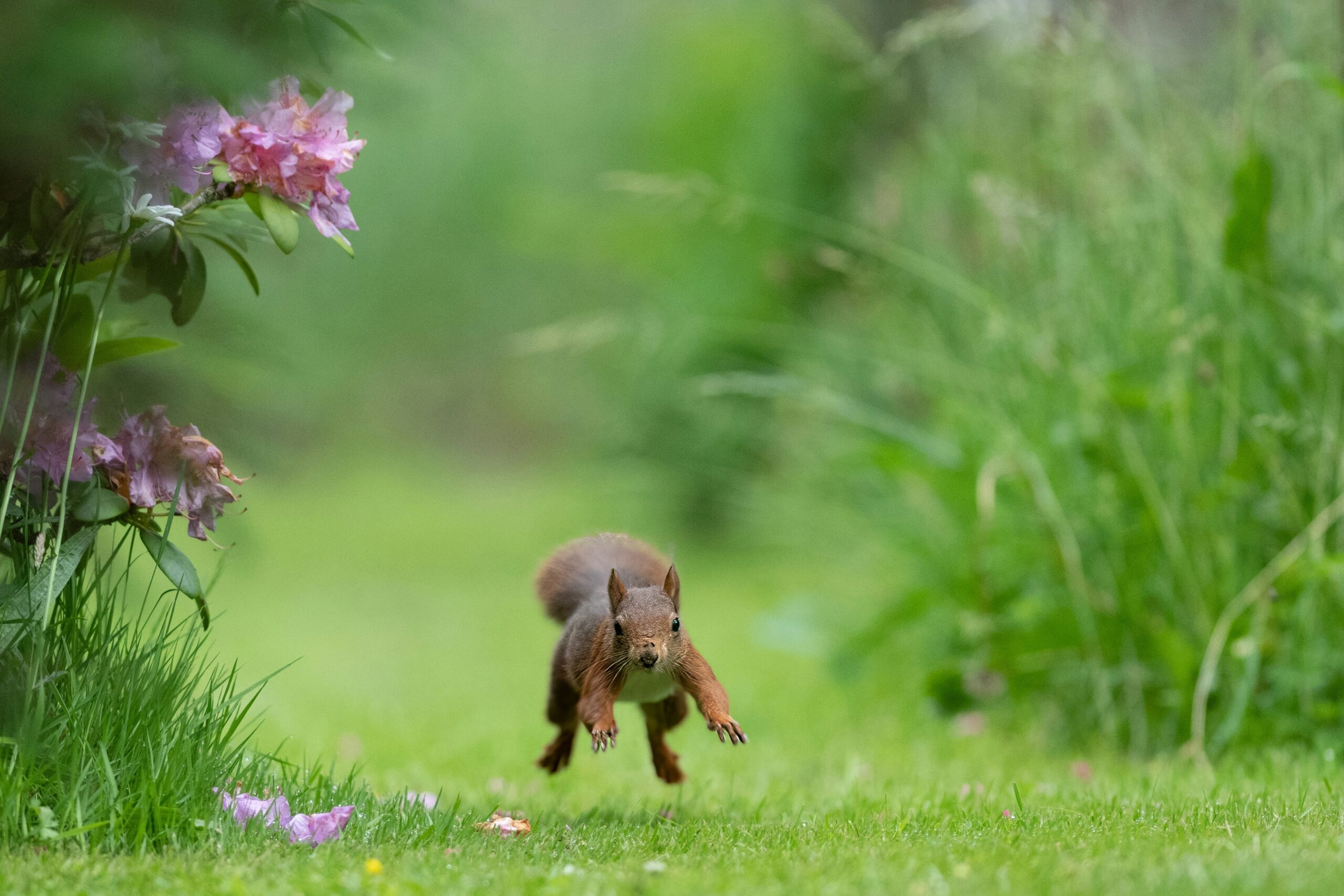 A hunting dog running through a field with high energy