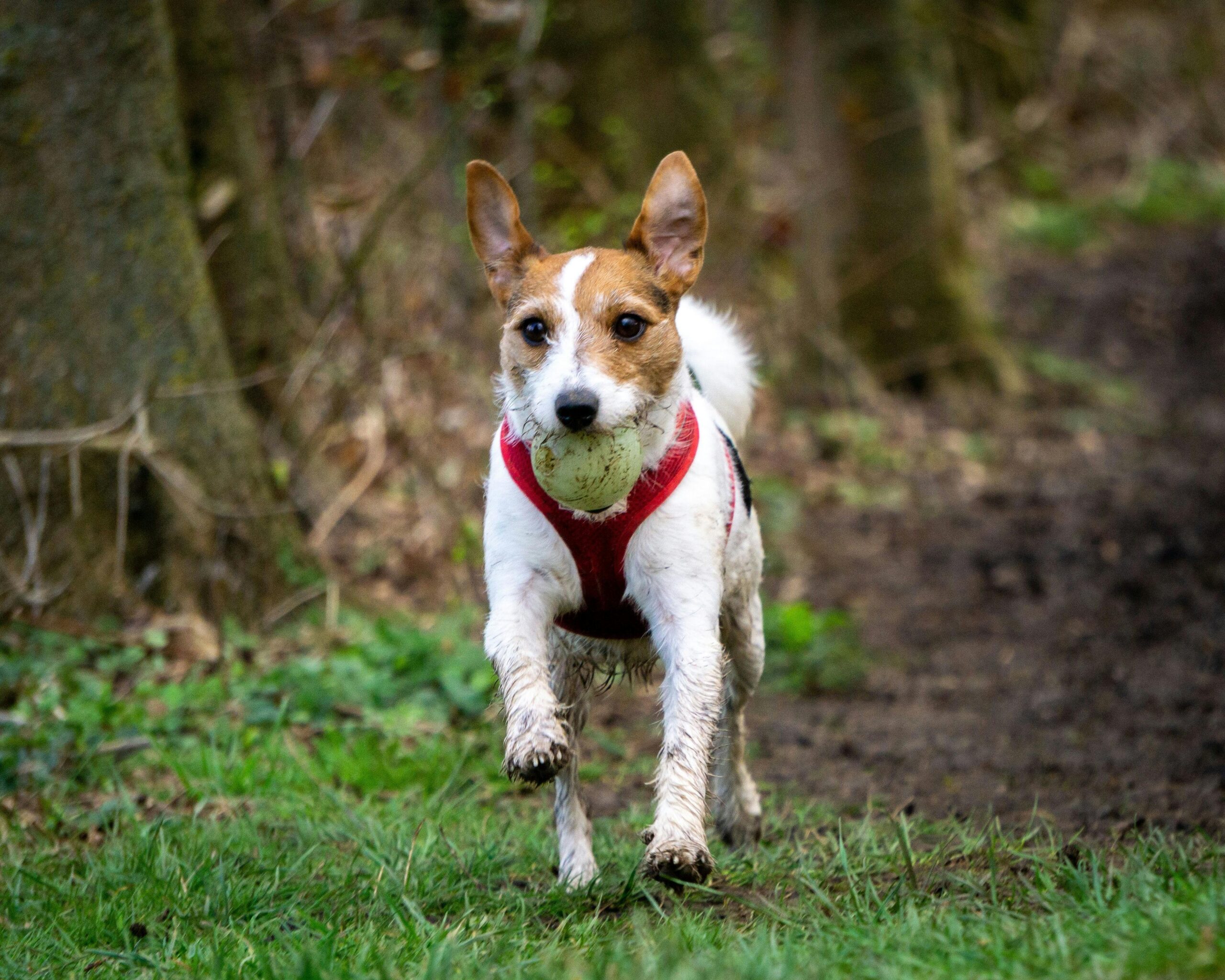 A hunting dog running through a forest trail