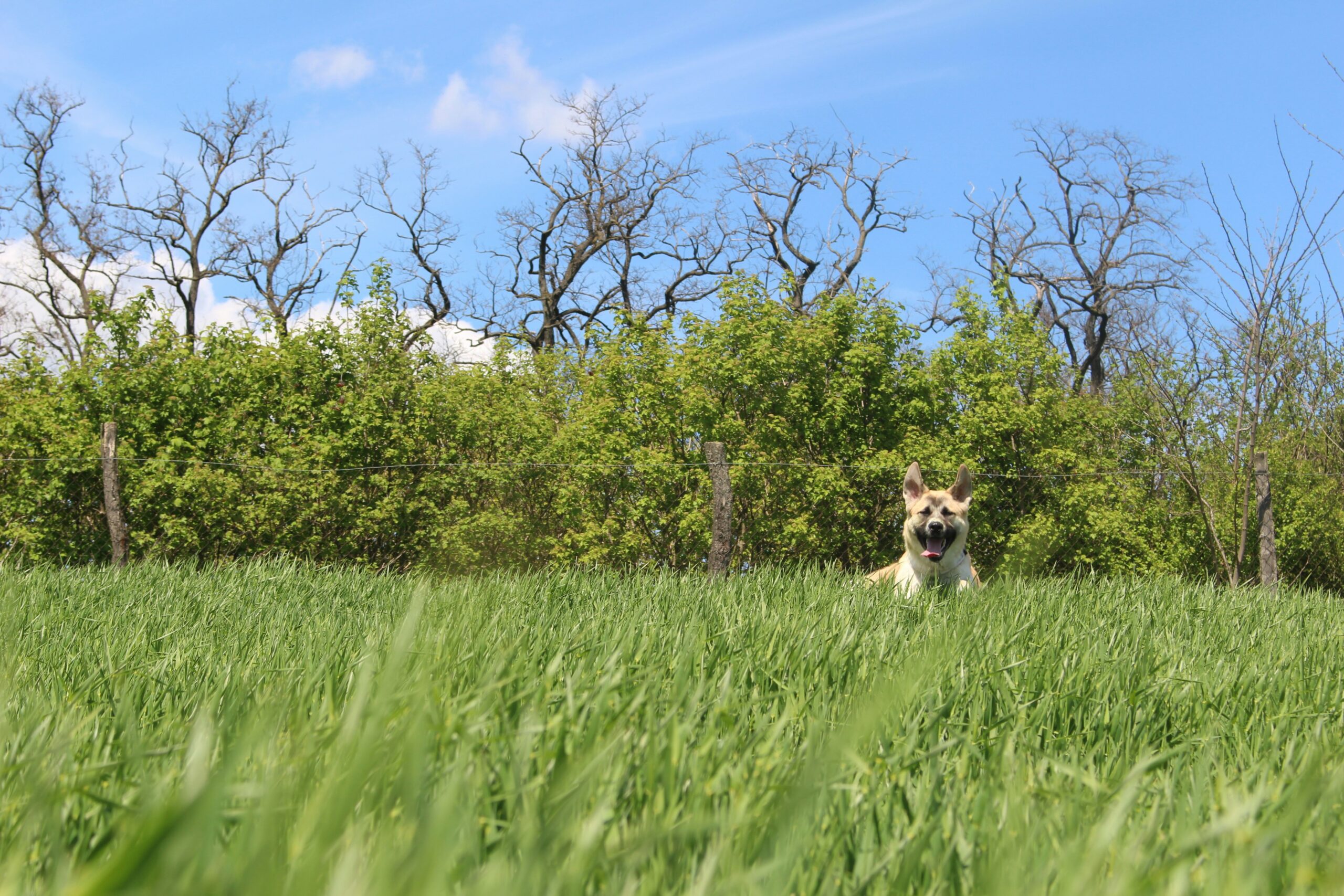 A hunting dog running through tall grass with a focus on endurance