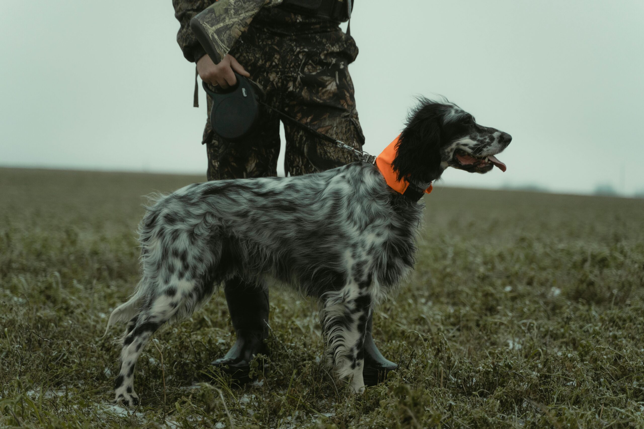 A hunting dog sprinting across a field during training