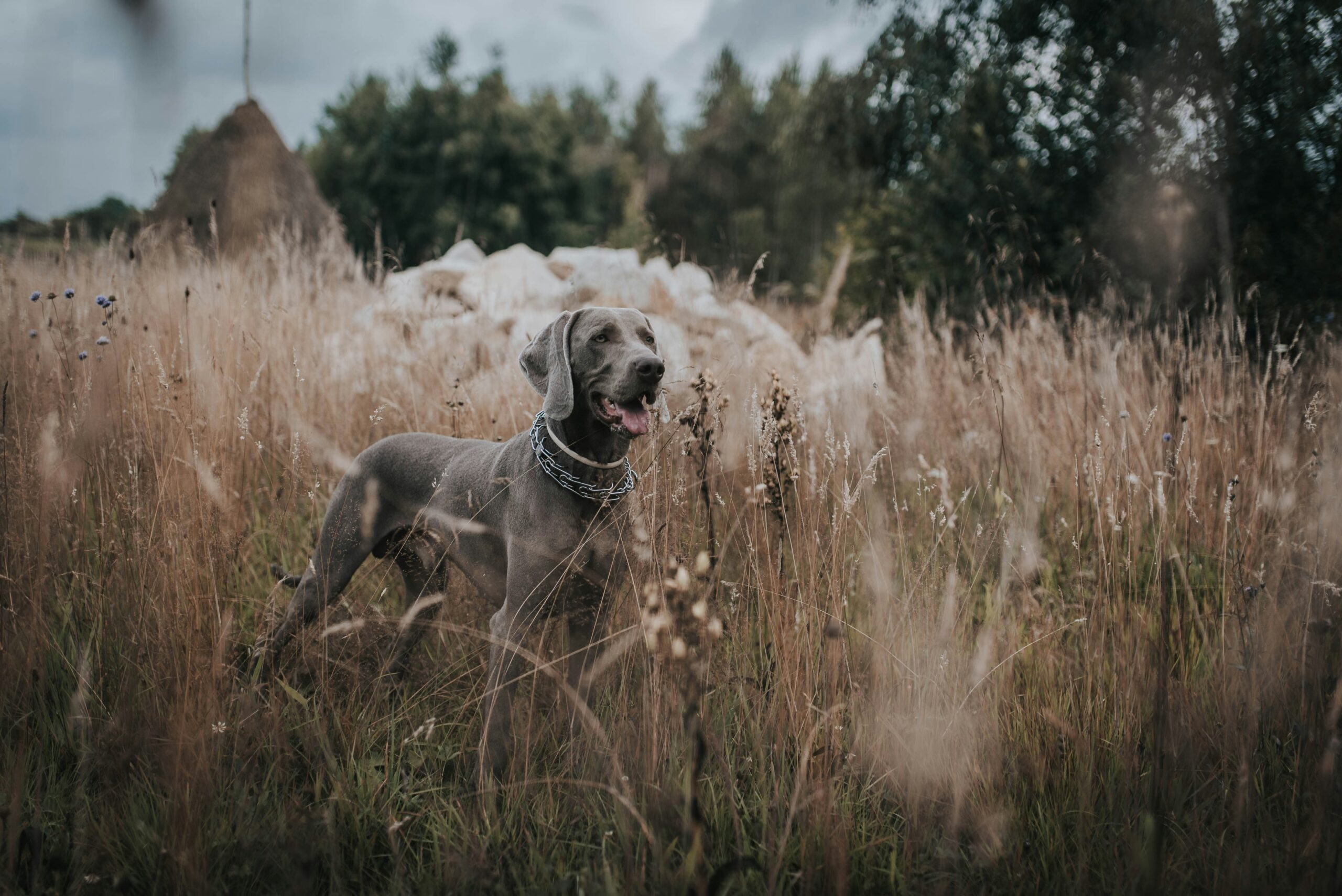 A hunting dog sprinting across a field with its tongue out
