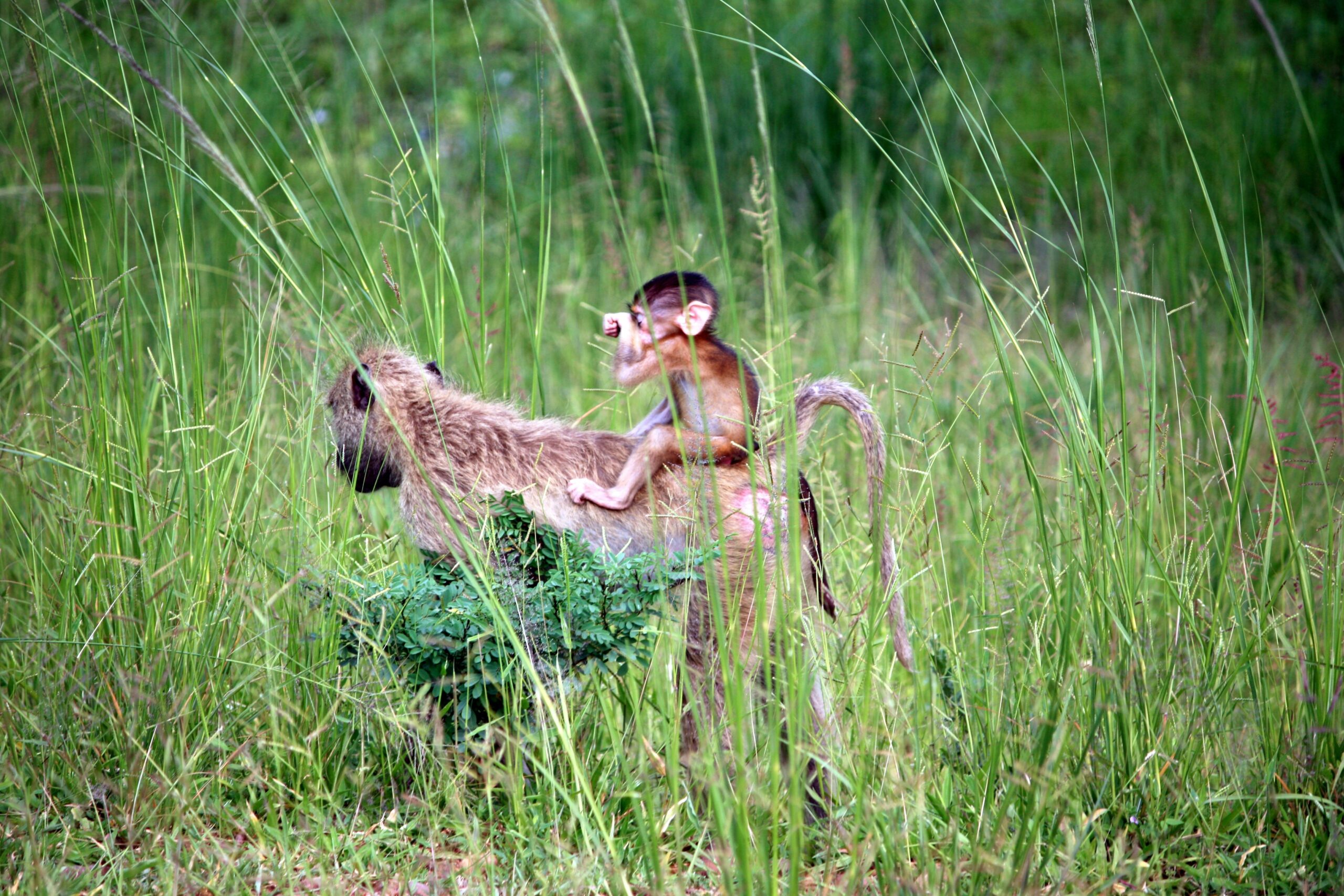 A proud hunter kneeling beside his dog holding a trophy buck antler