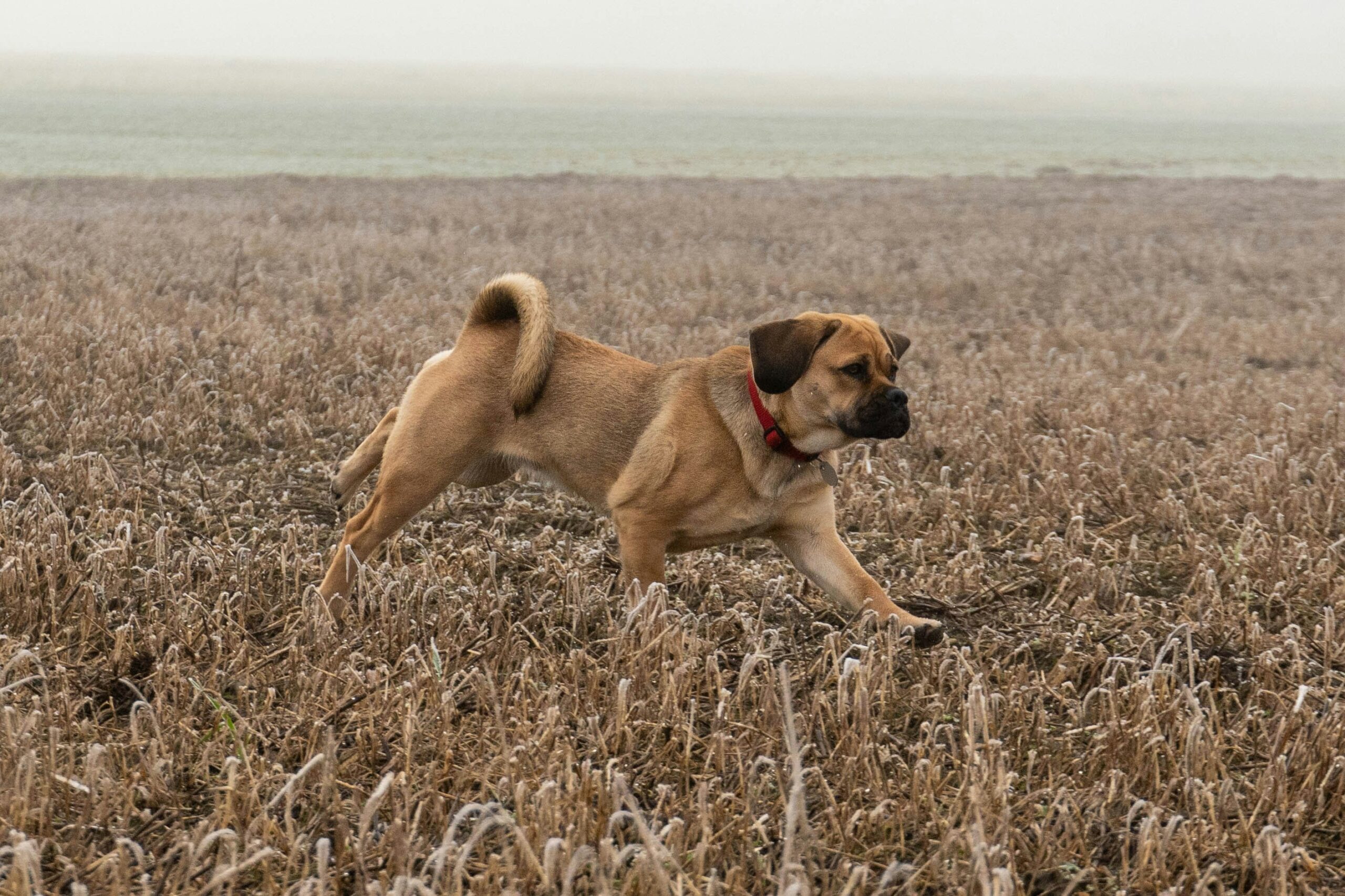 A tired hunting dog lying down due to improper nutrition