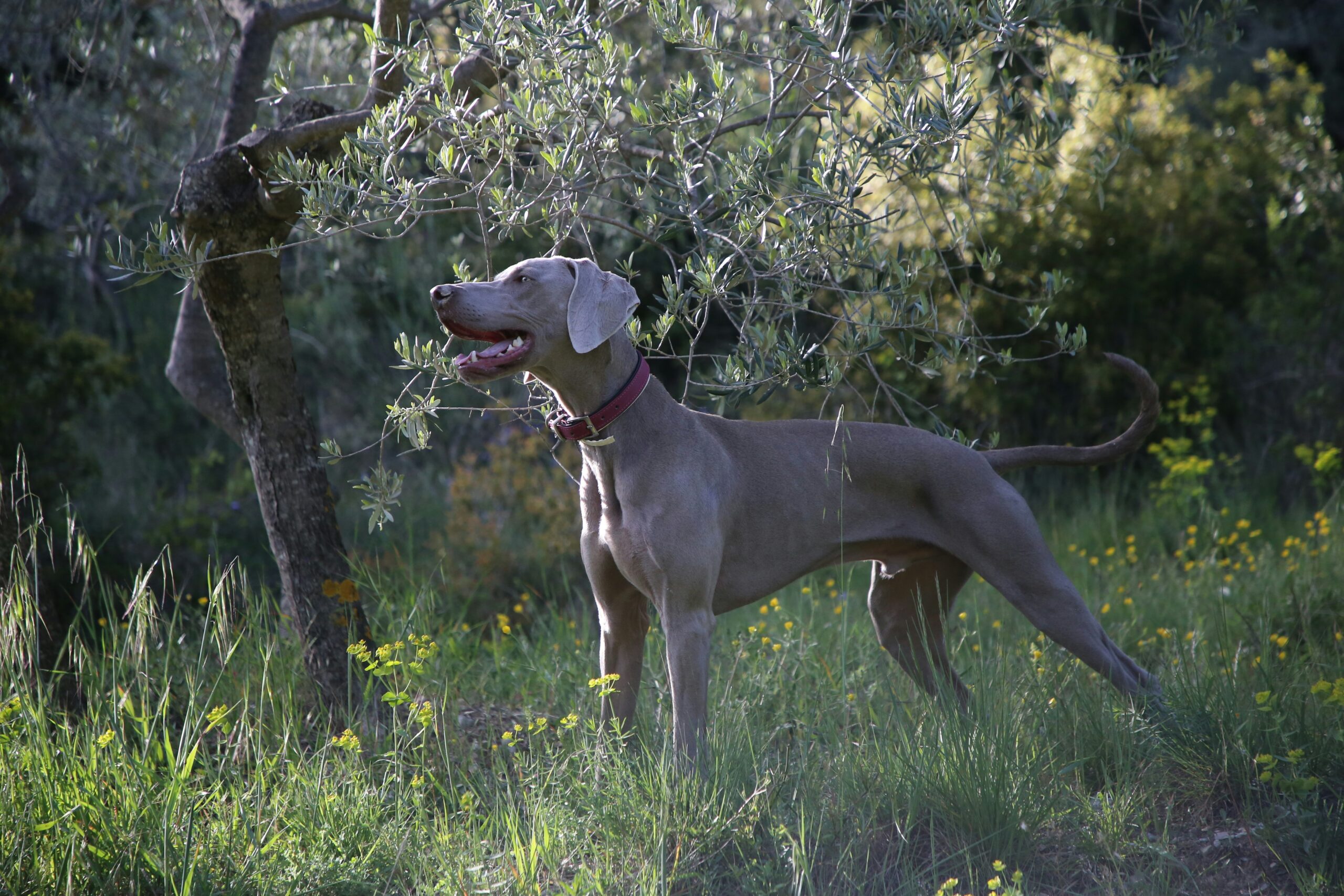 An infographic comparing calorie expenditure between hunting dogs and regular pets.
