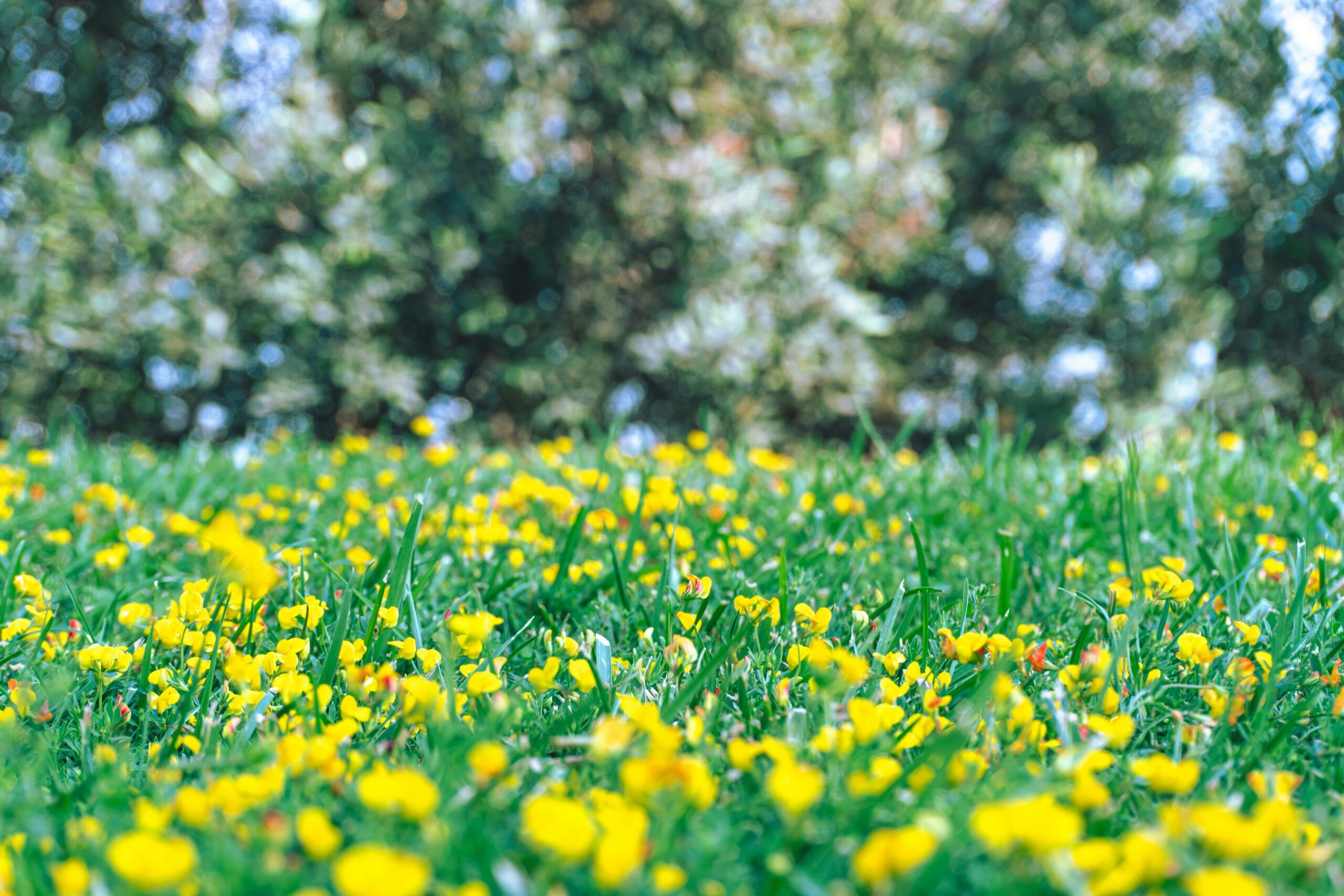 Chart comparing macronutrient ratios for spring, summer, fall, and winter diets