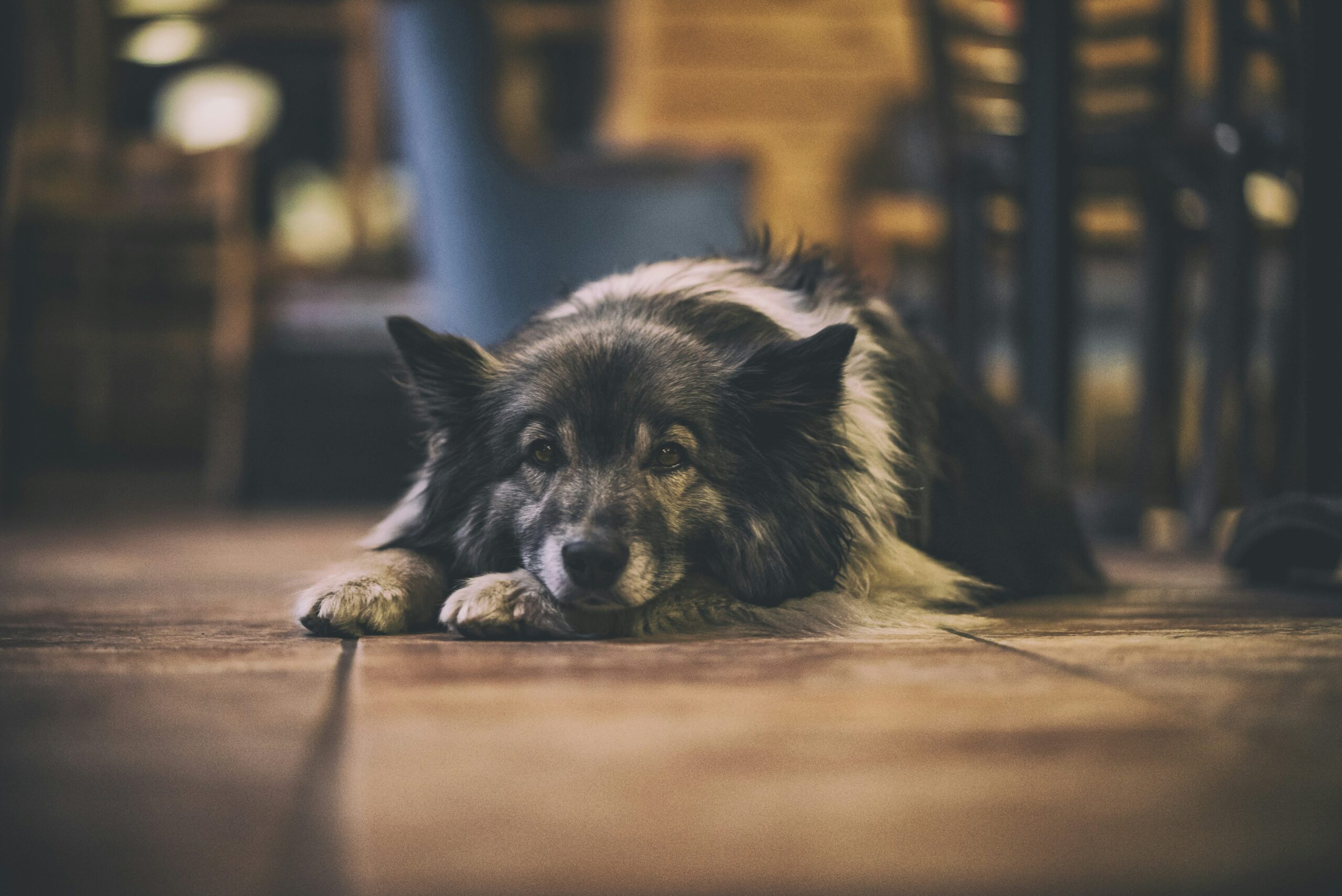 Graph showing improved energy levels in dogs after switching to seasonal recipes