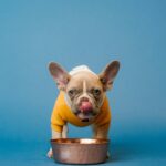 hunting dog drinking shake