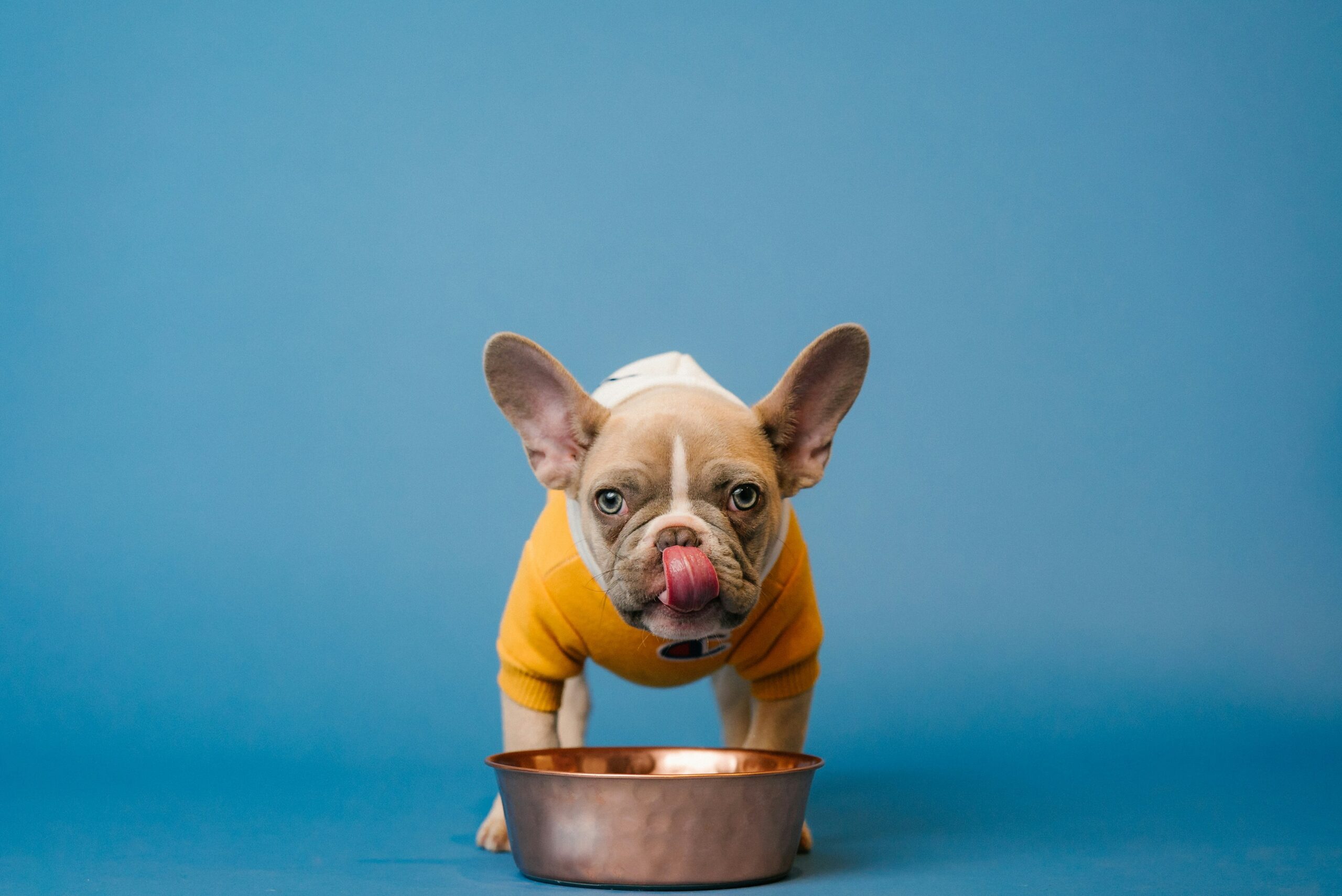 hunting dog drinking shake