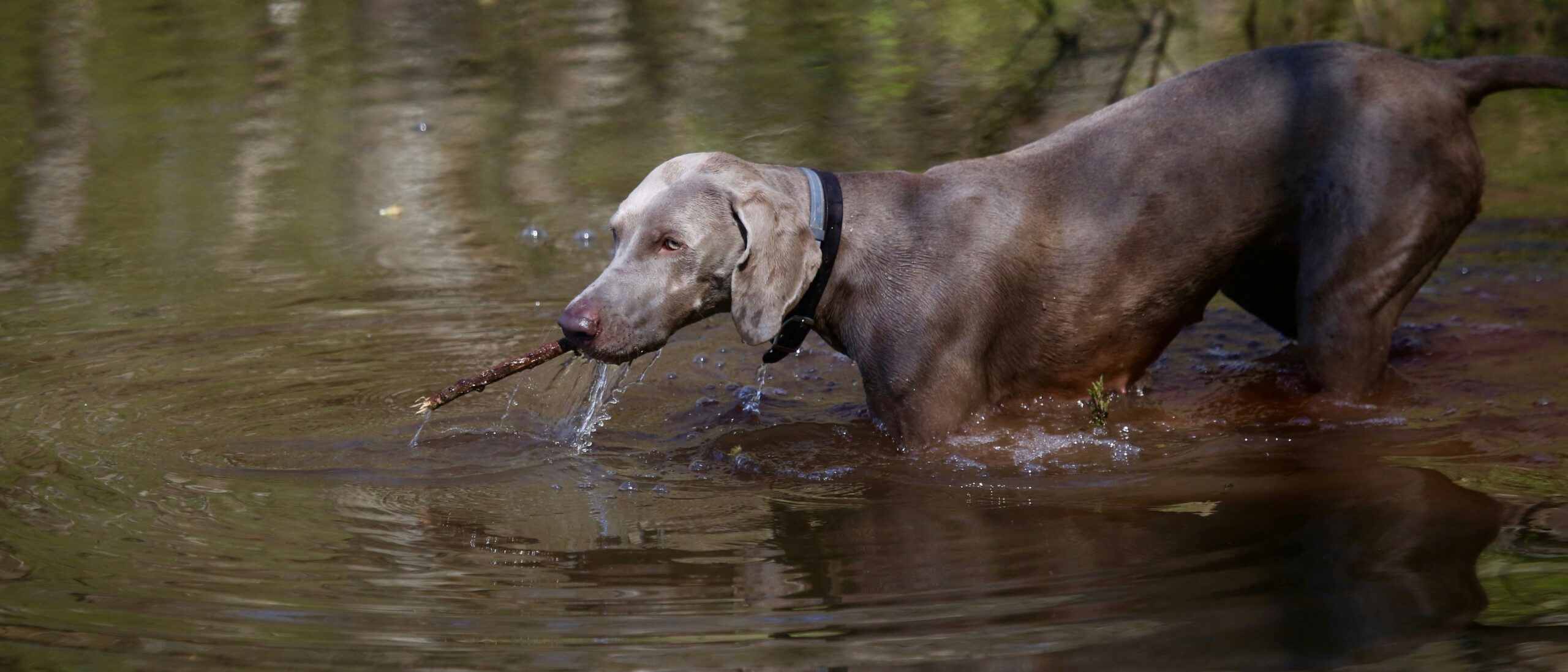 Hunting dog drinking water from a portable bowl