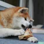 hunting dog eating bowl of food