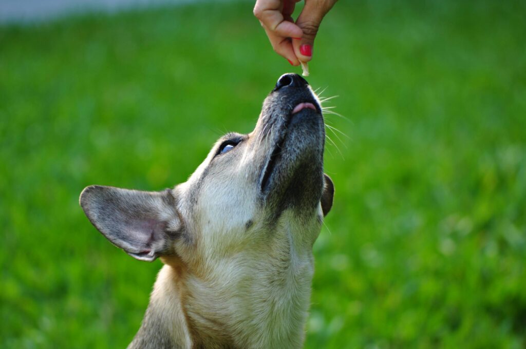hunting dog eating healthy food