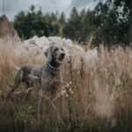 hunting dog running in field
