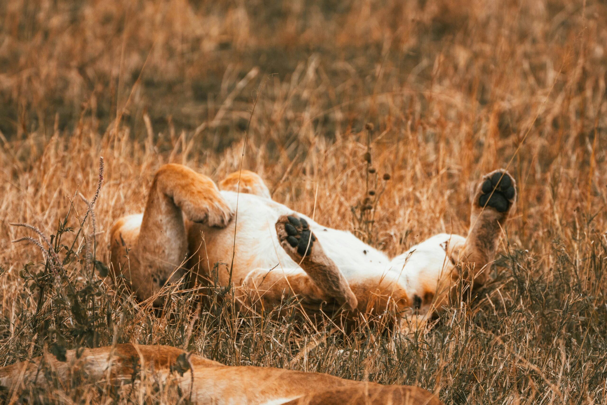 Infographic showing key electrolytes needed by hunting dogs