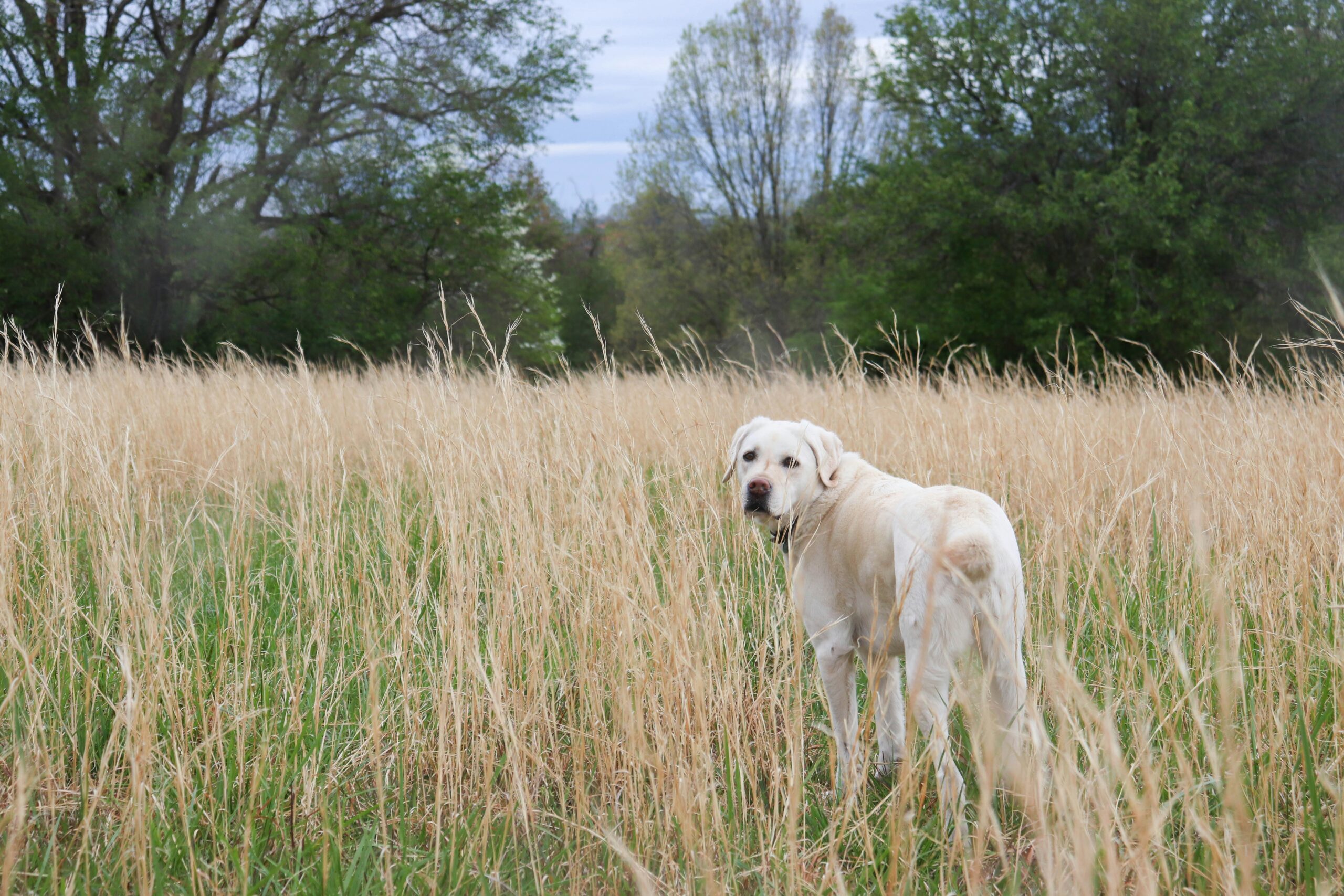 Max the pointing dog standing proudly amid tall grasses, visibly energetic.