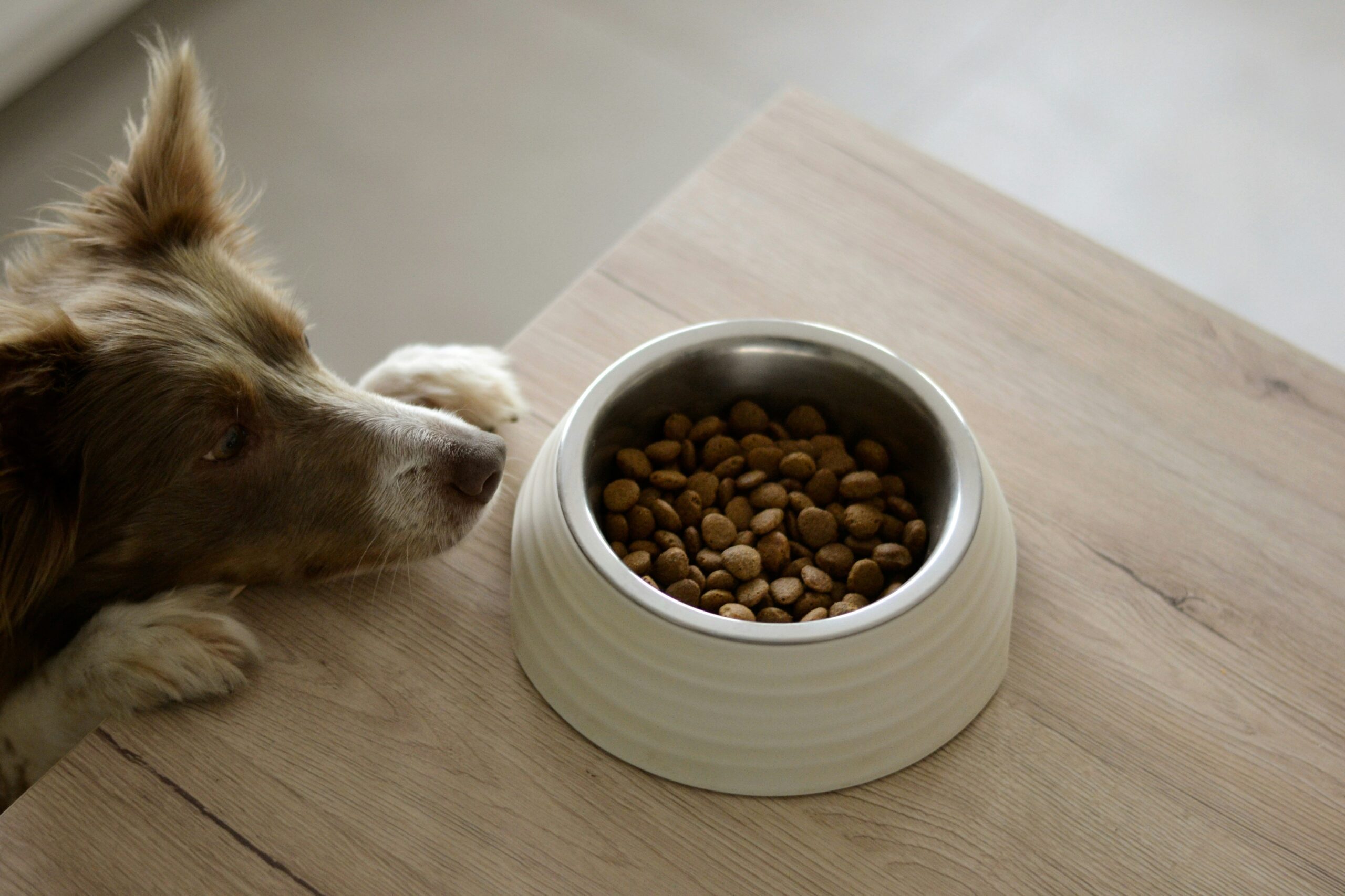 A bag of premium high energy dog kibble with fresh meat chunks visible.