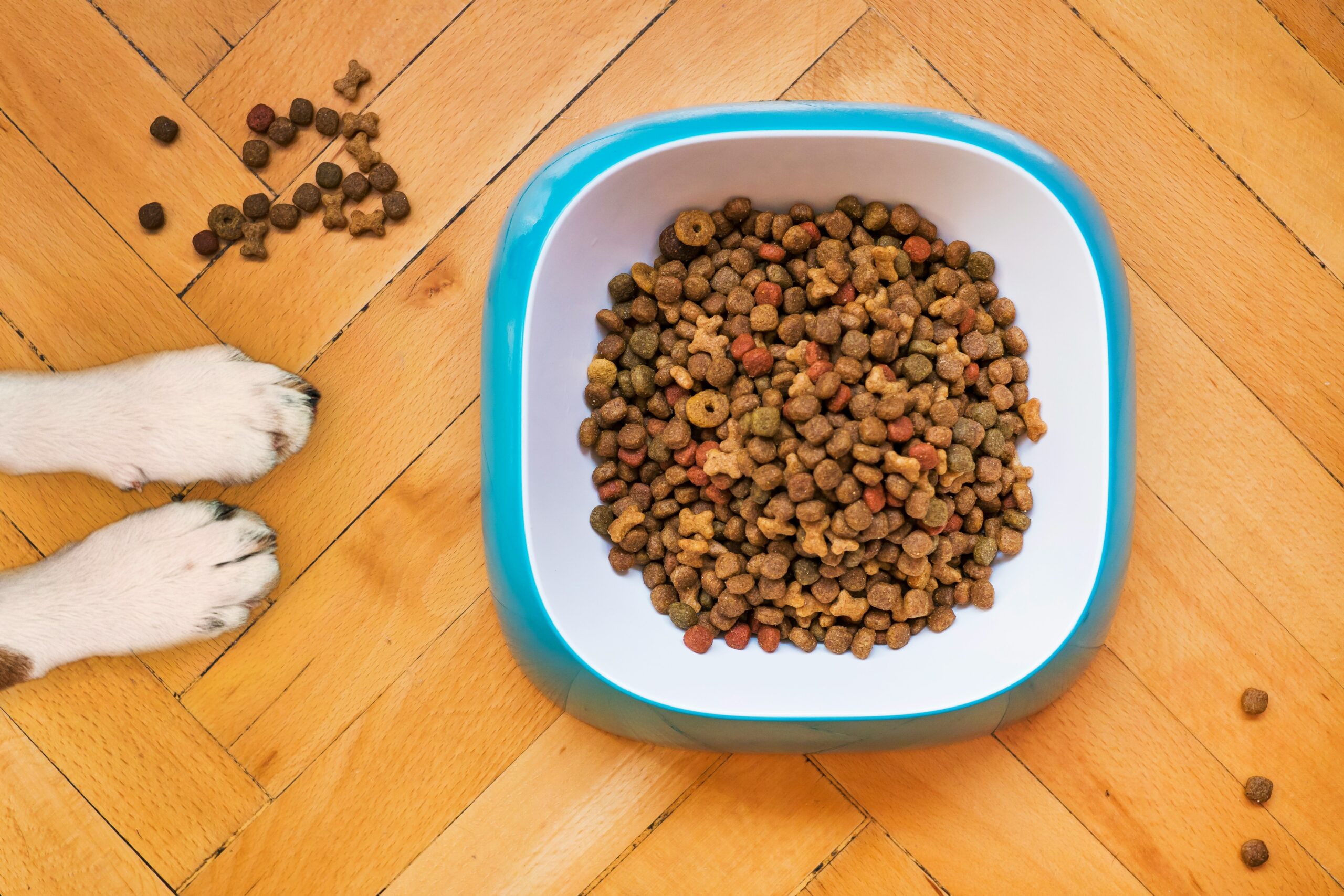 A bowl of generic dog food next to a hunting dog looking uninterested.