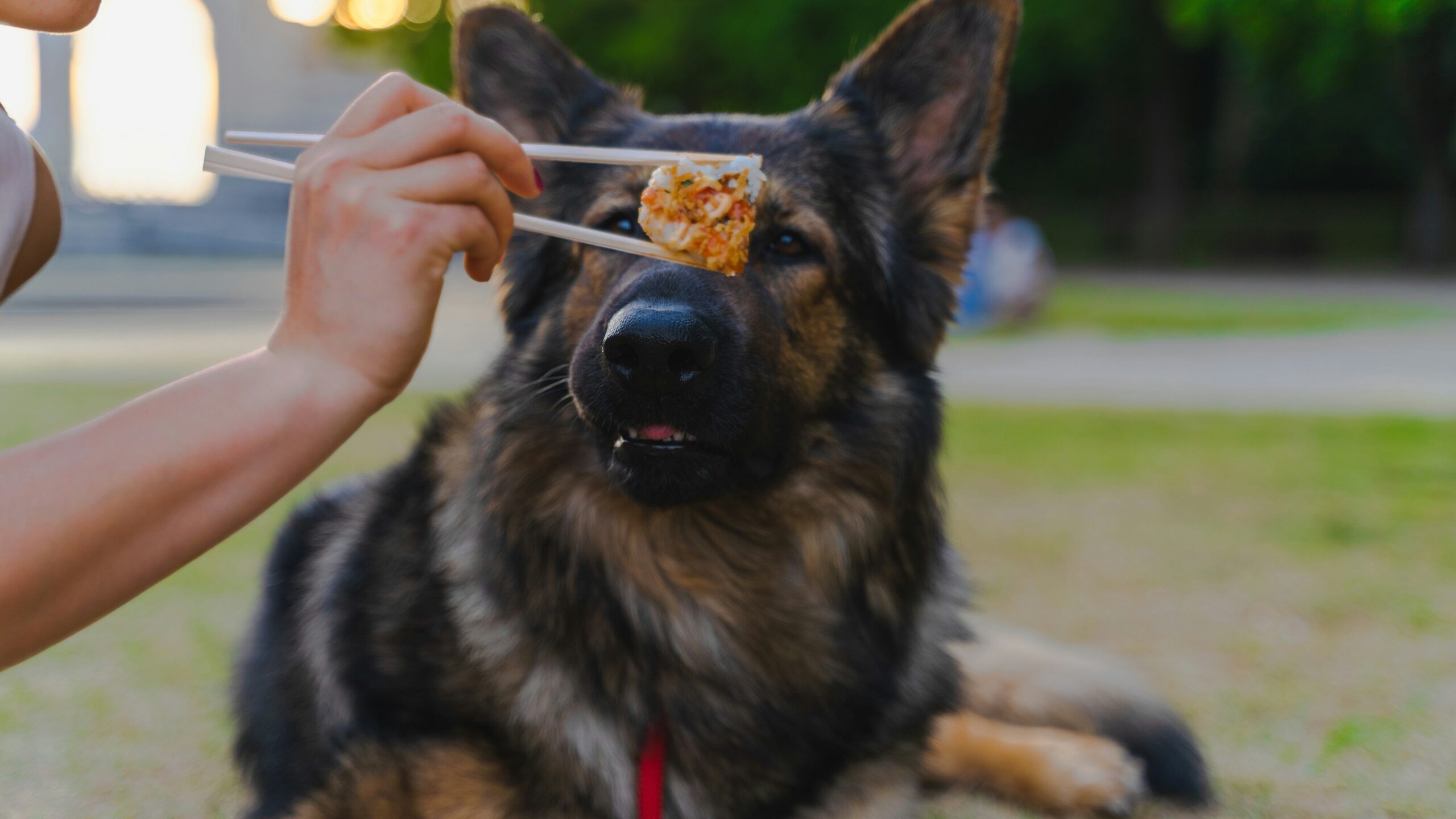 A golden retriever sniffing two bowls of specialized pet food.