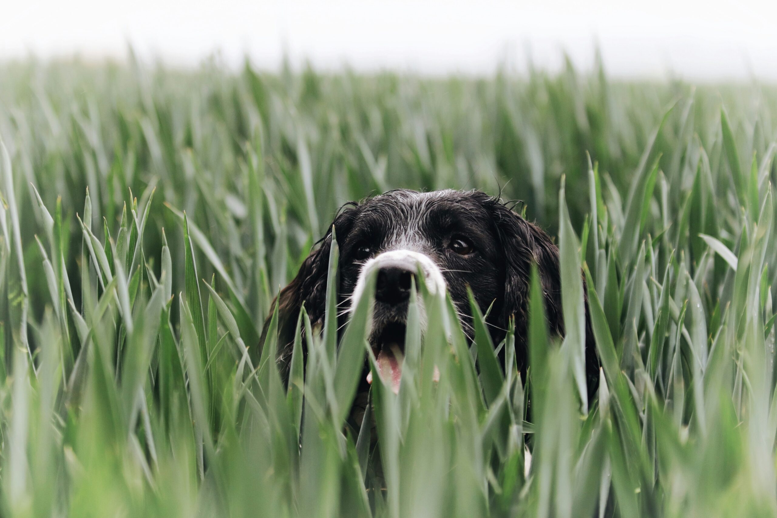 A hunting dog sprinting through a field