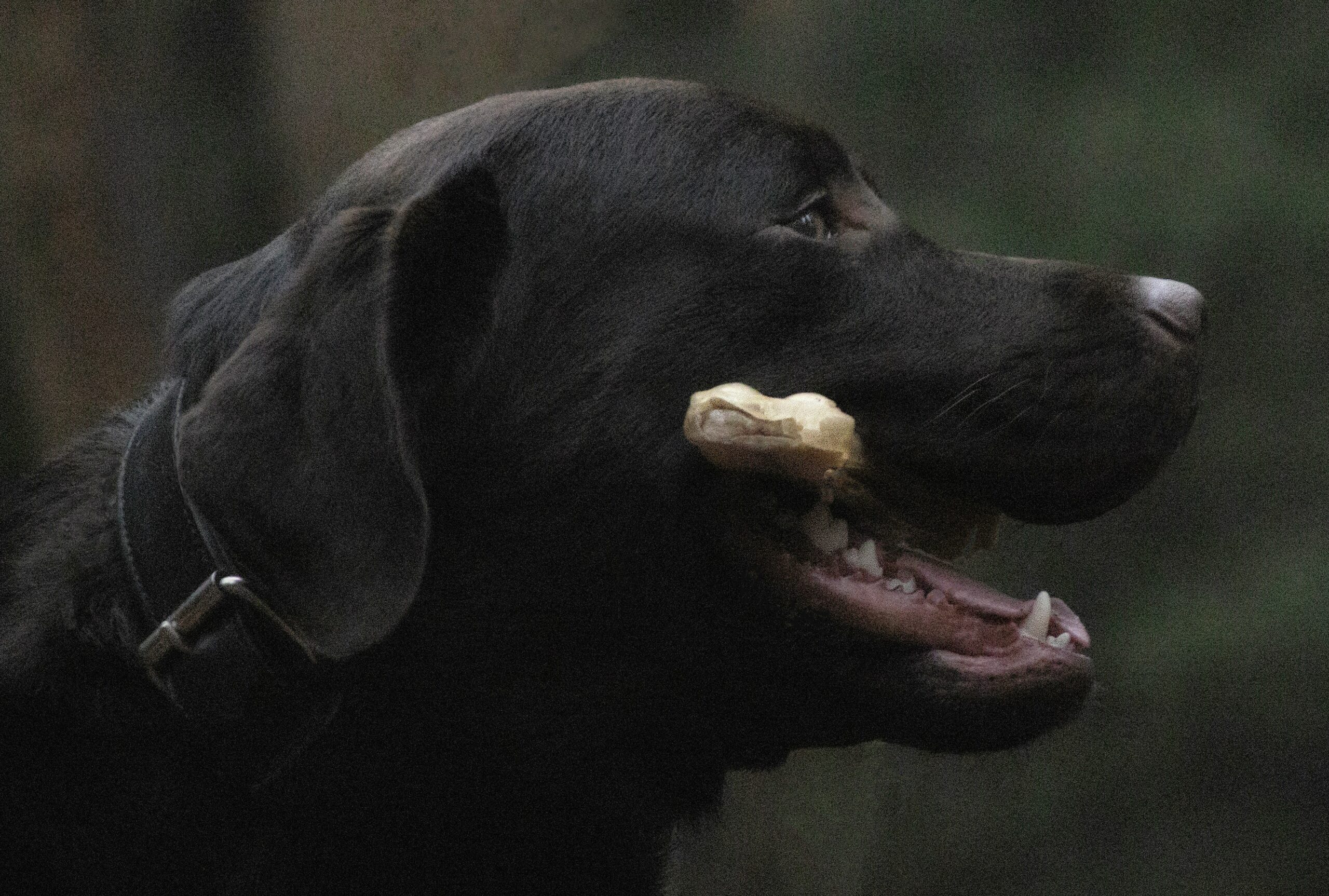 A Labrador happily eating from a stainless steel bowl filled with specialized pet food.