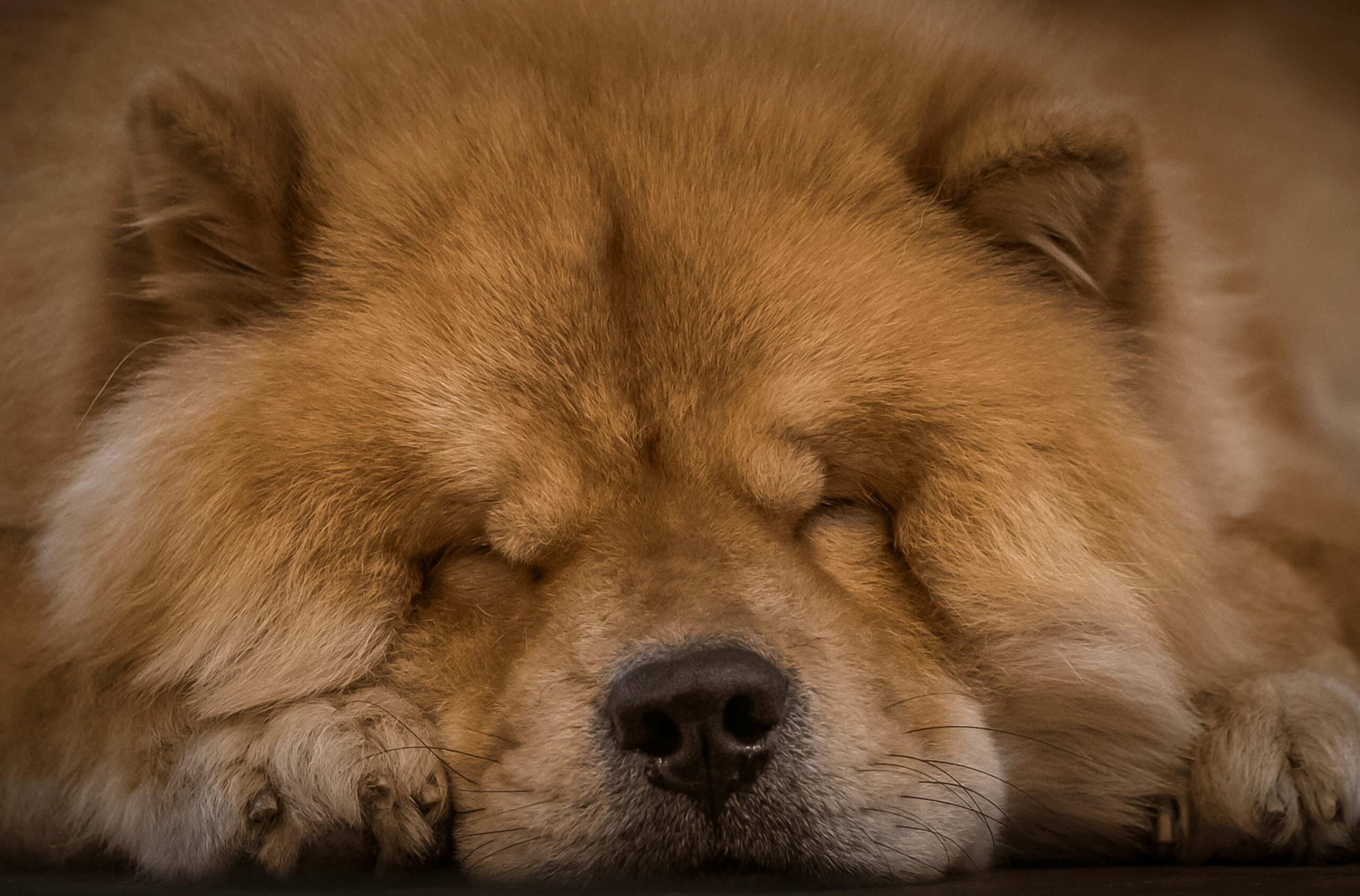 A tired hunting dog sleeping soundly after eating nutritious food.
