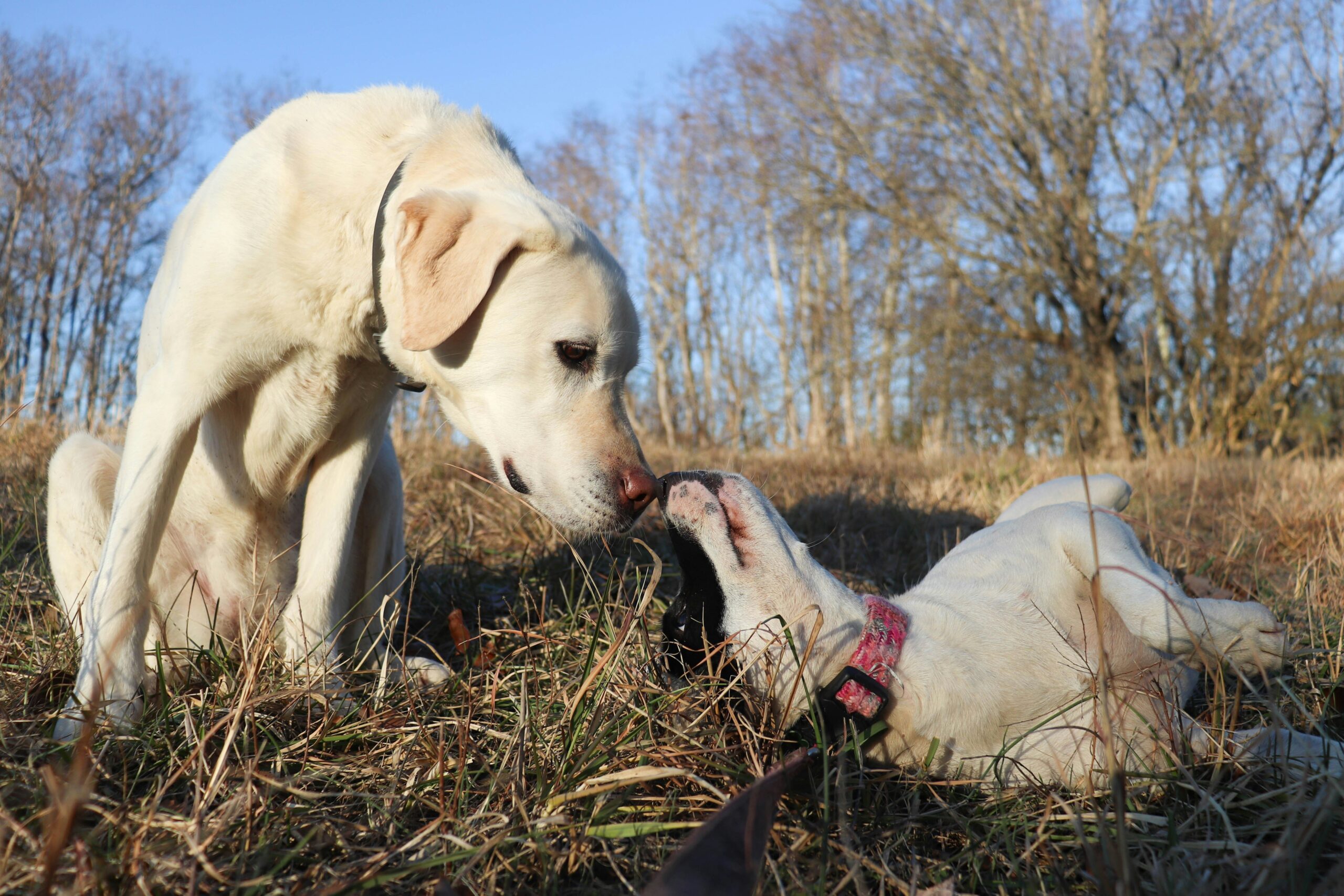 Before and after photos showing improved mobility in a hunting dog