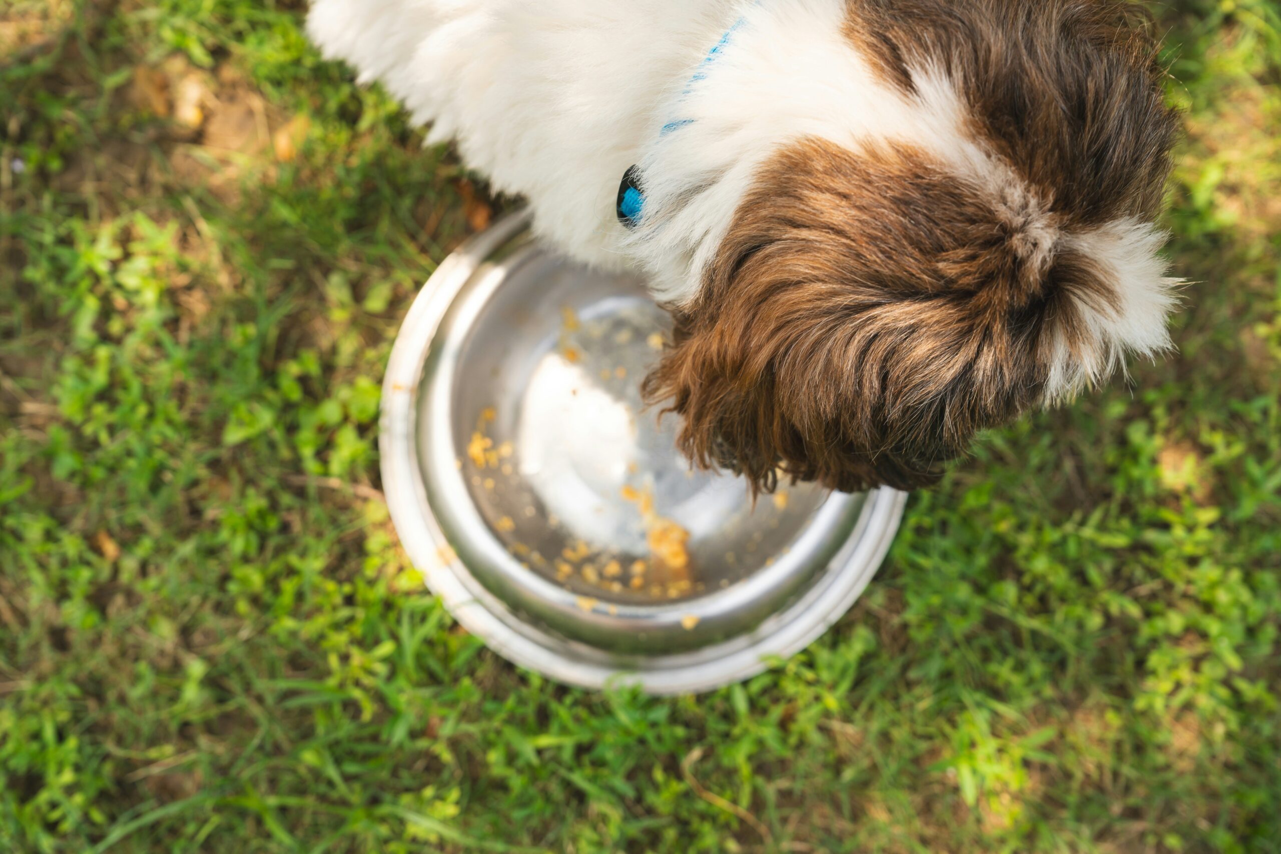 Close-up shot of a dog food bag showing nutritional information and ingredients list.