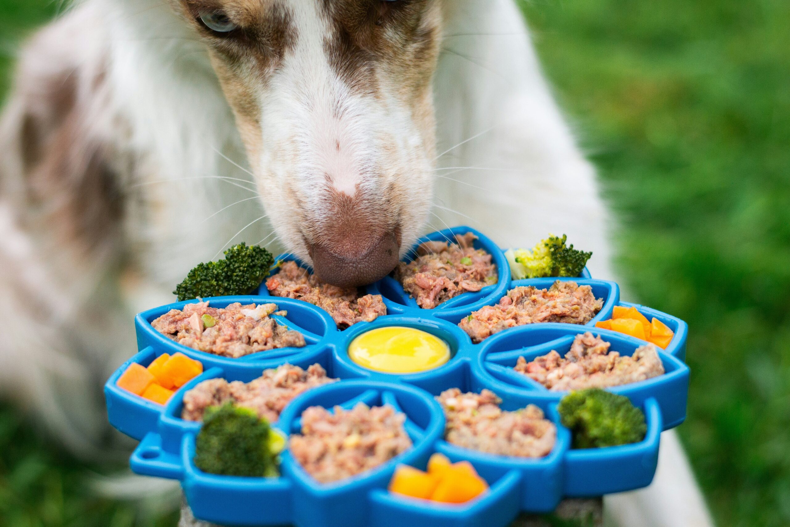 Customizable Flavor Blends: The Ultimate Guide to Fueling Your Hunting Dog’s Performance