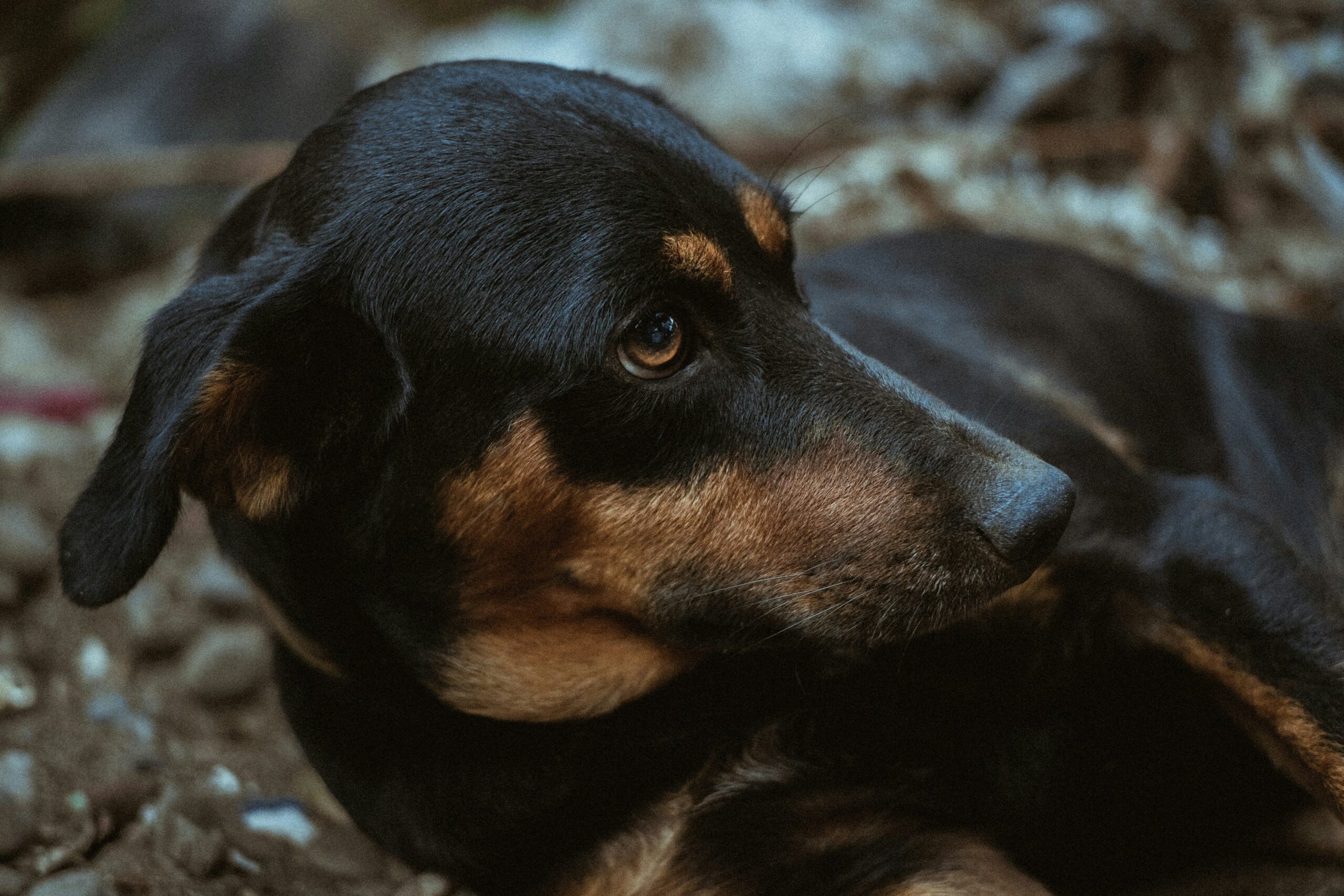 Energy Recovery Protocols for Hunting Dogs: Boosting Stamina and Health