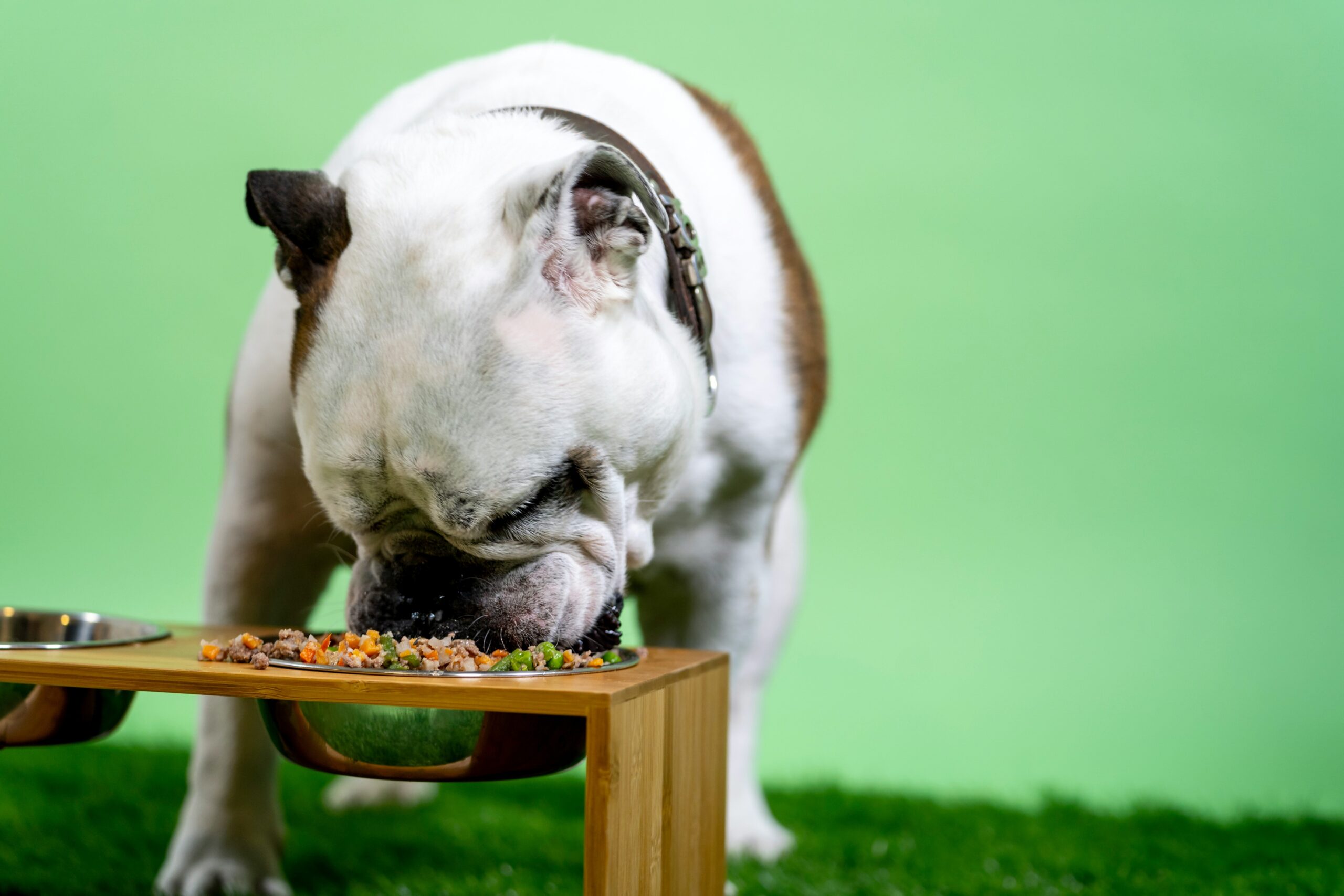 Happy dog eagerly eating a specialized energy bar