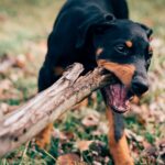 hunting dog with food bowl