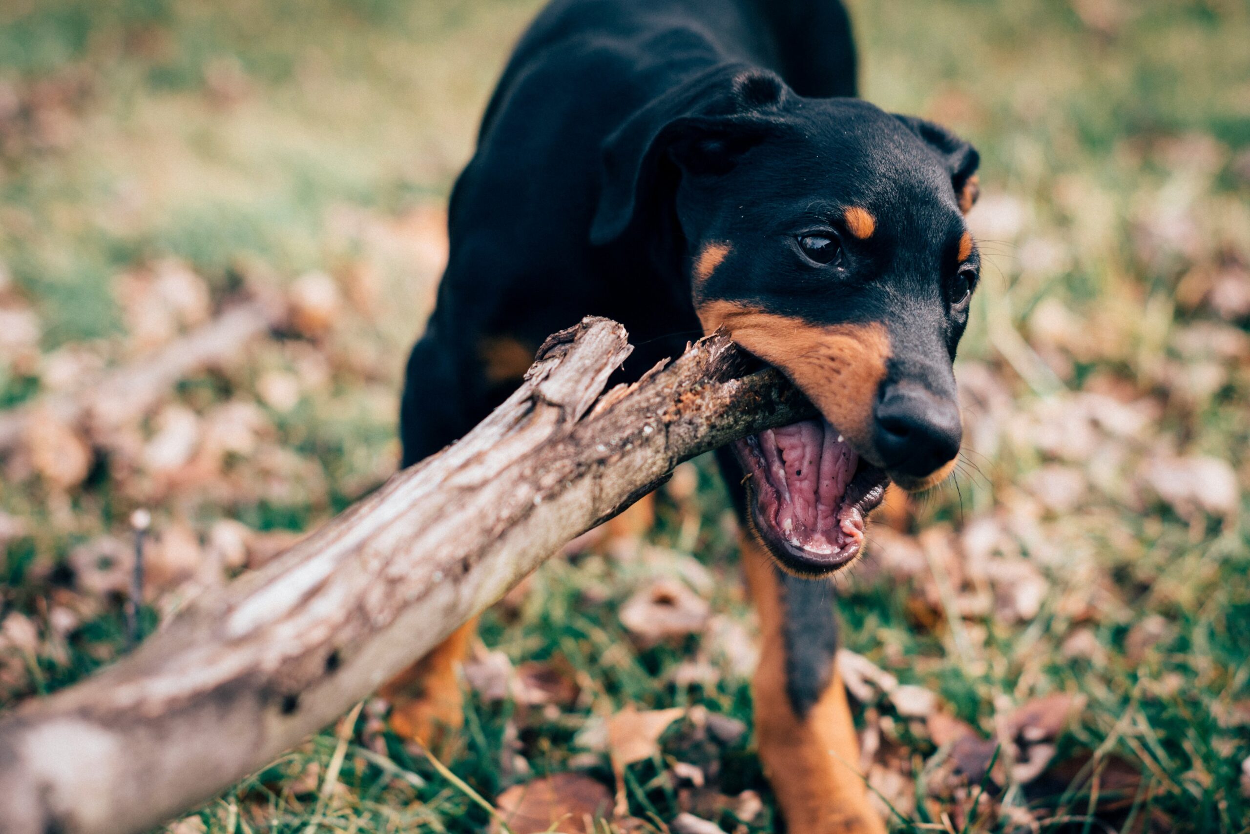 hunting dog with food bowl