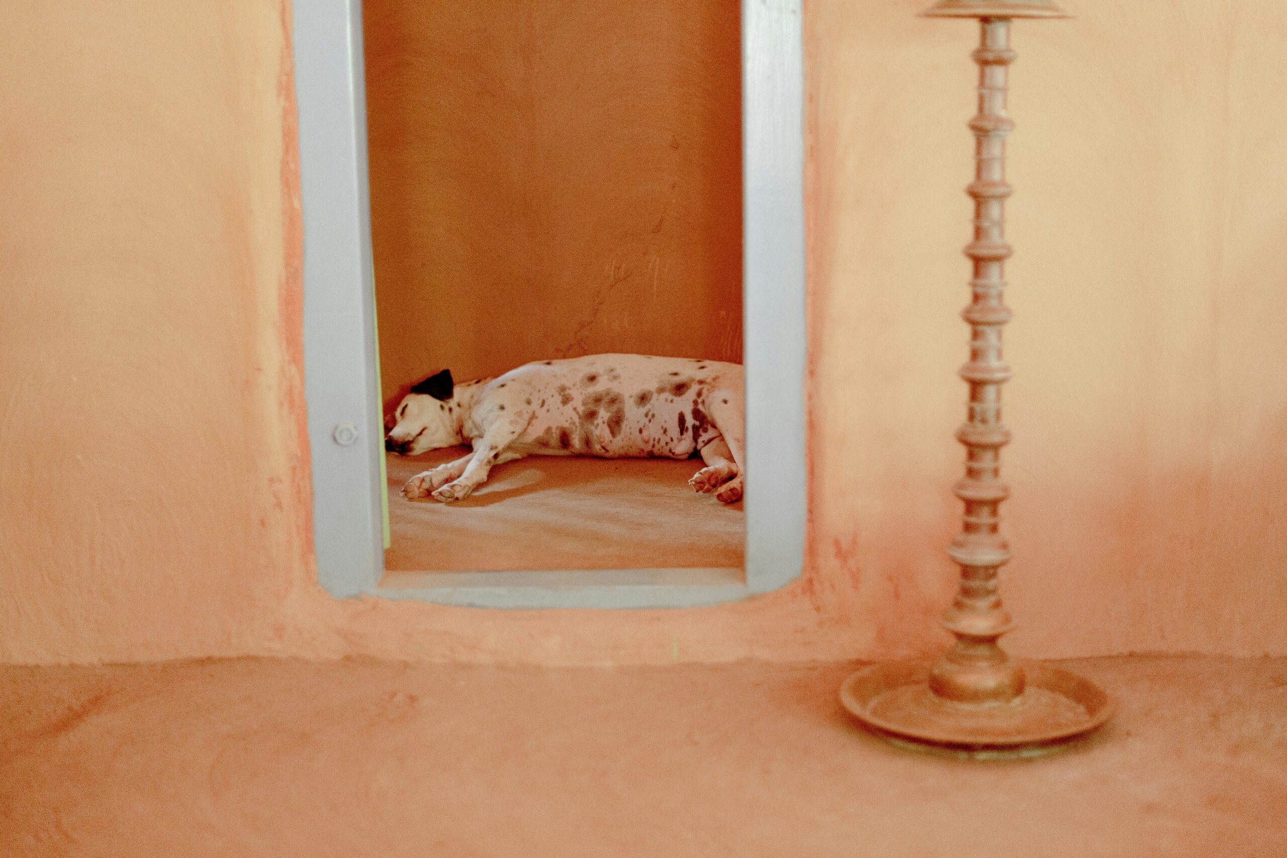 Picture showing a tired dog resting after a hunt