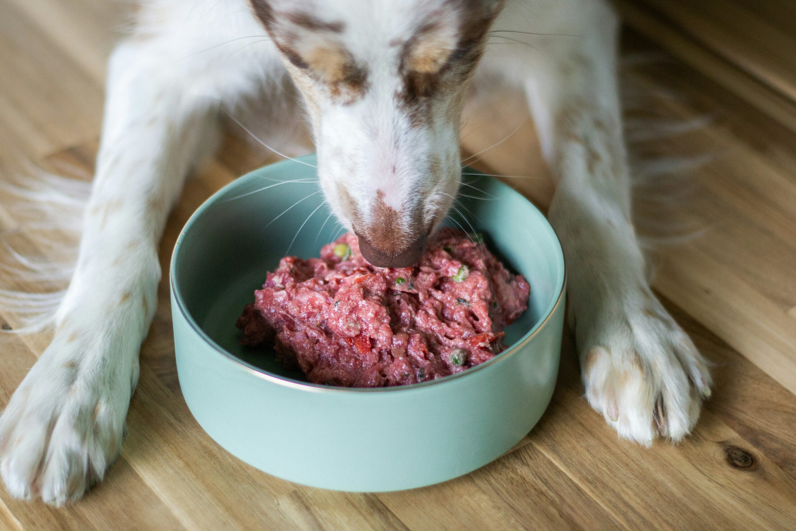 Taste Test Kits: The Secret Weapon for Finding the Best Hunting Dog Food