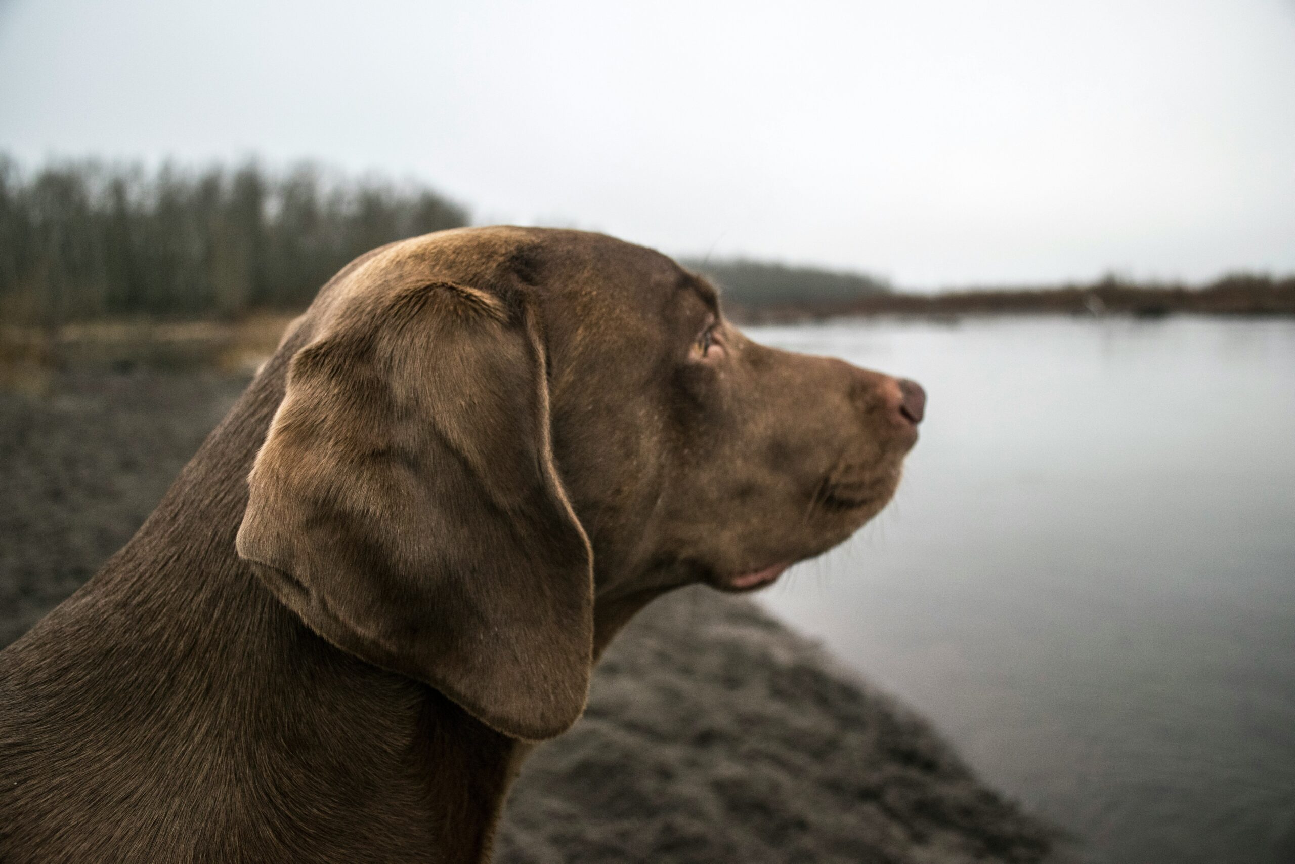 The Ultimate Guide to Post-Hunt Stress Relief for Hunting Dogs