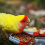 Why Chicken Flavor Dog Food Is a Game-Changer for Hunting Dogs