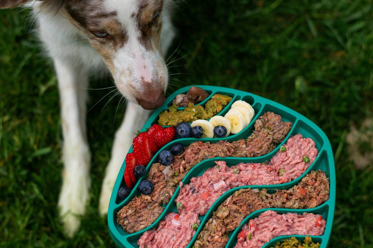 A bowl filled with rabbit-flavored dog food pellets.