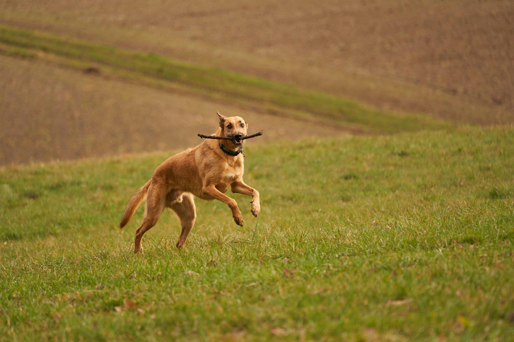 Energetic hunting dog bounding through fields