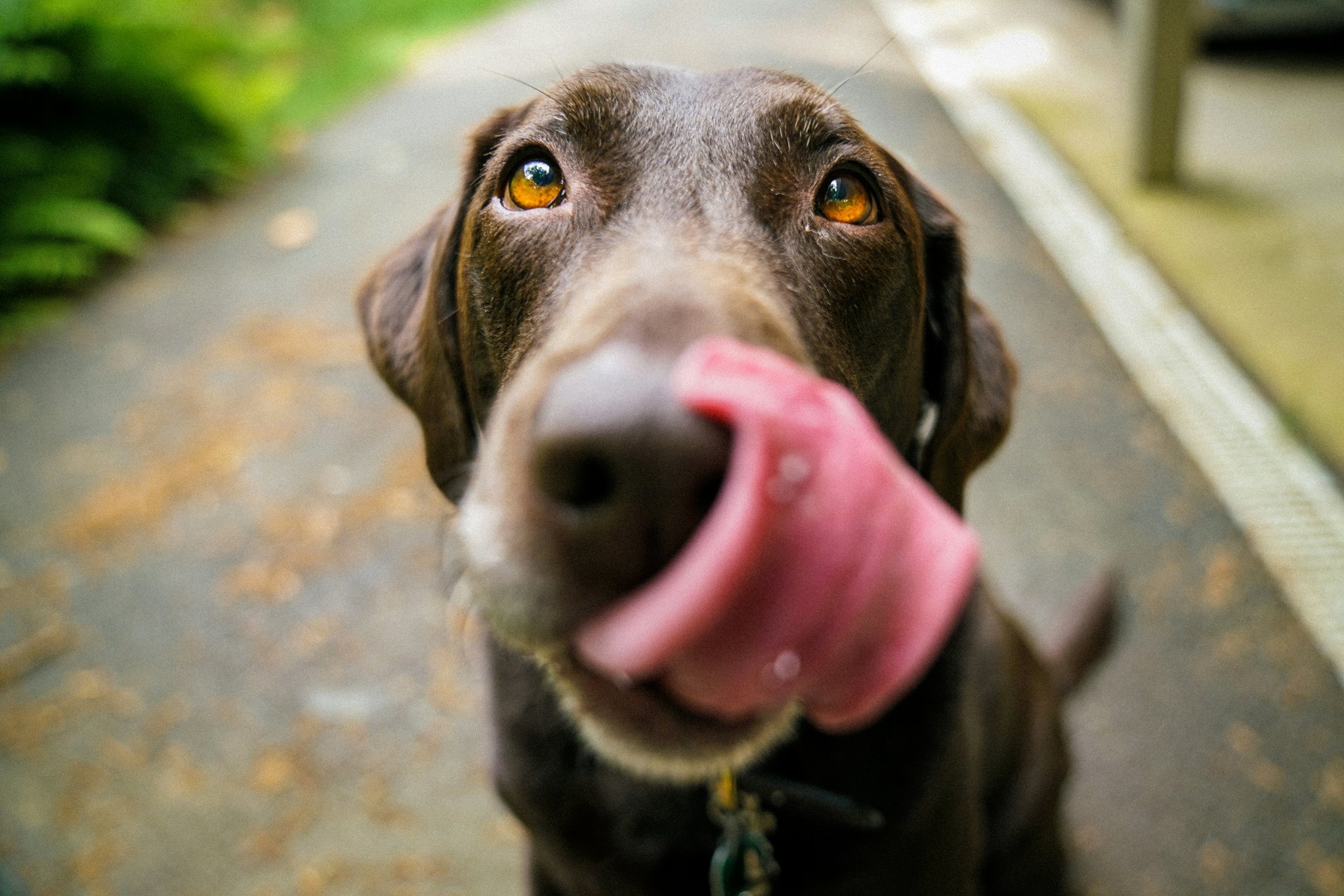Energy-Packed Dog Food: The Ultimate Guide to Fueling Hunting Dogs