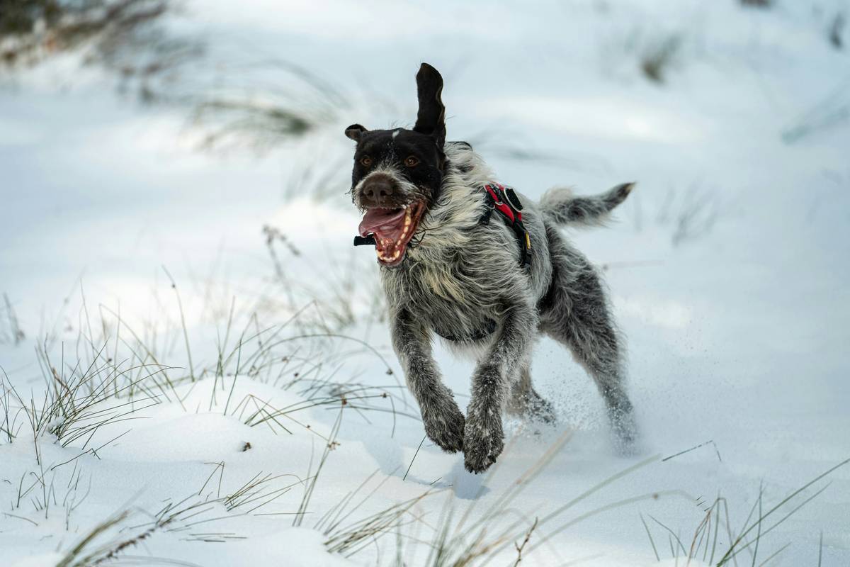 Energy-Rich Hunting Dog Food: The Ultimate Guide to Fueling Your Furry Athlete