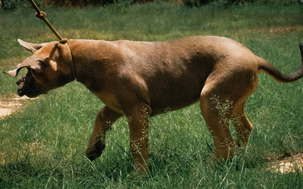 Happy hunting dog sitting with droopy ears