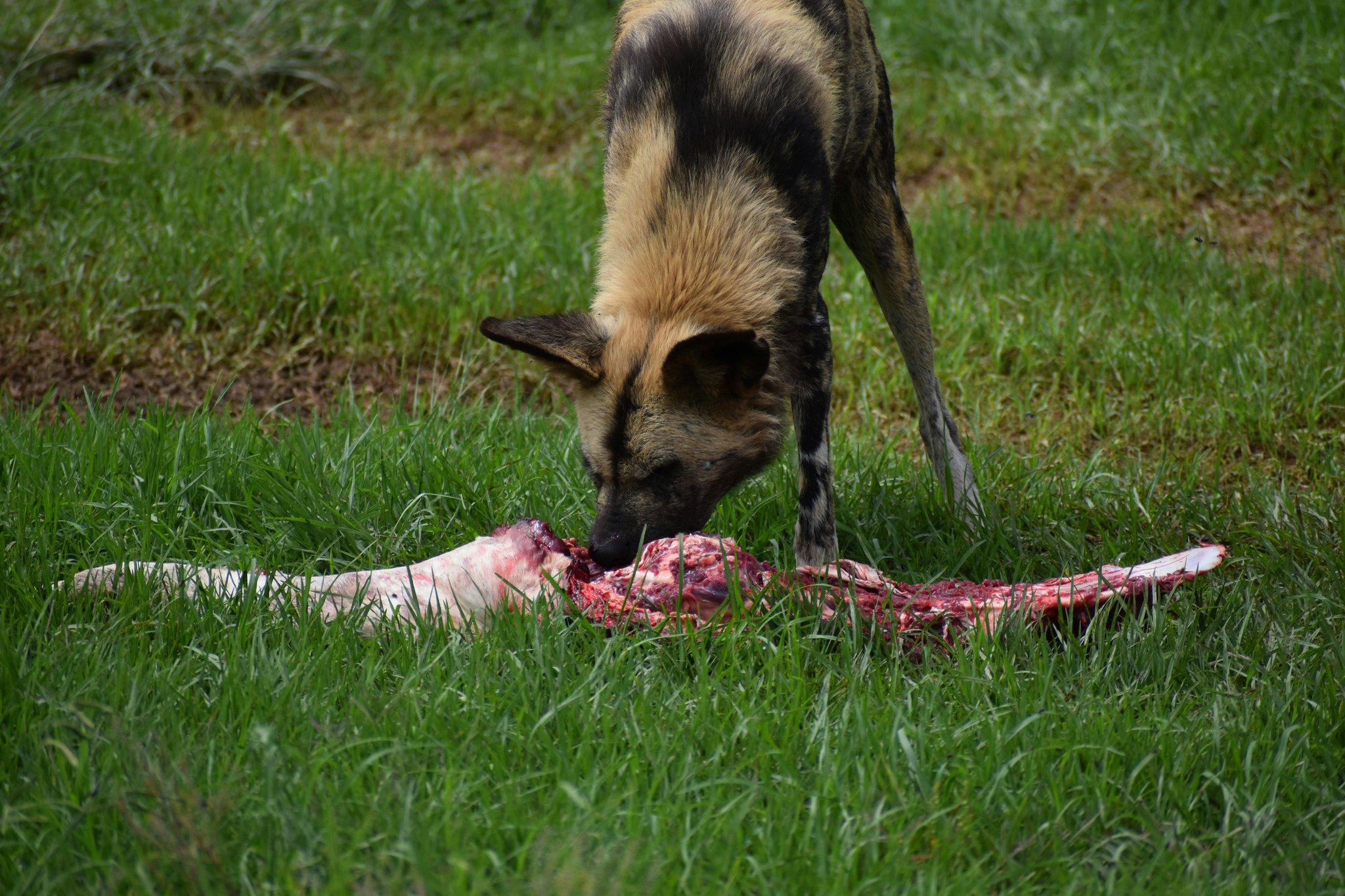 Hunting Dog Energy Boost: The Ultimate Guide to Dog Energy Supplement Food