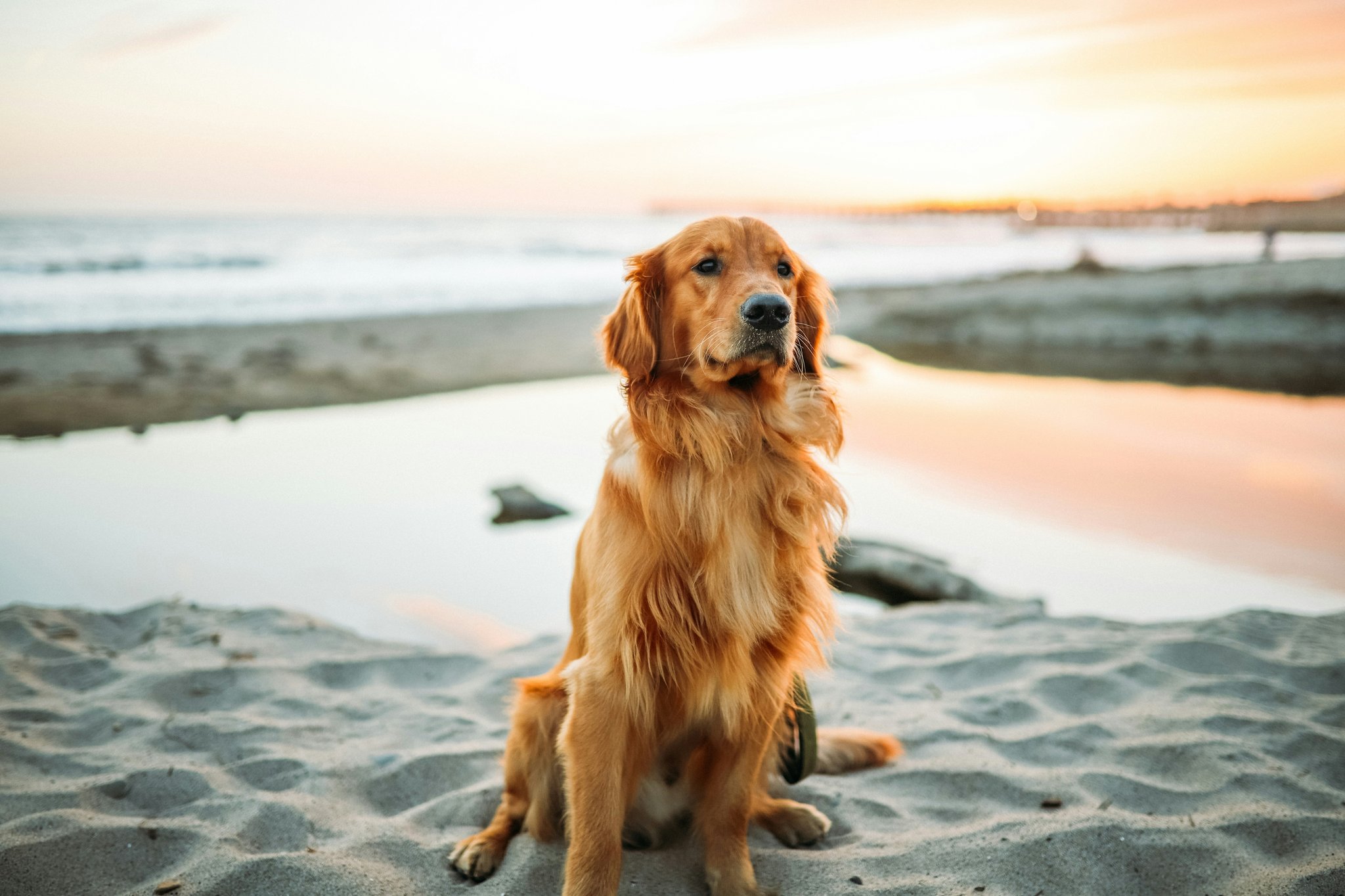 Hunting Dog Performance Diet: Unlock Peak Energy and Stamina