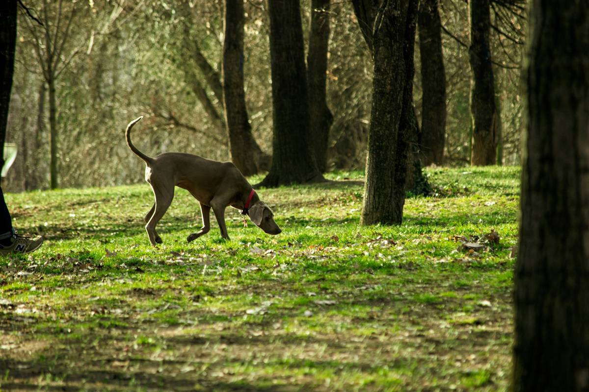 Recovery Nutrition for Dogs: The Ultimate Guide to Fueling Your Hunting Dog