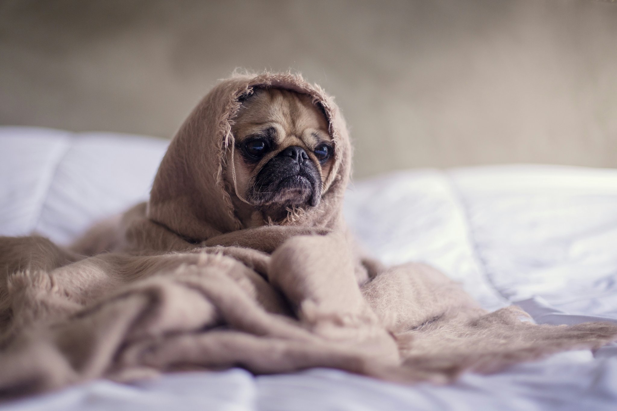 The Ultimate Guide to a Dog Recovery Diet for Hunting Dogs